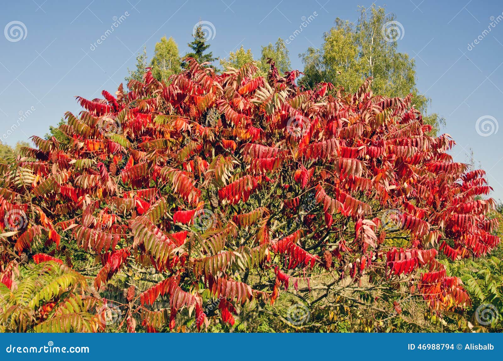 beautiful autumn stahhorn sumac (rhus typhina) leaves