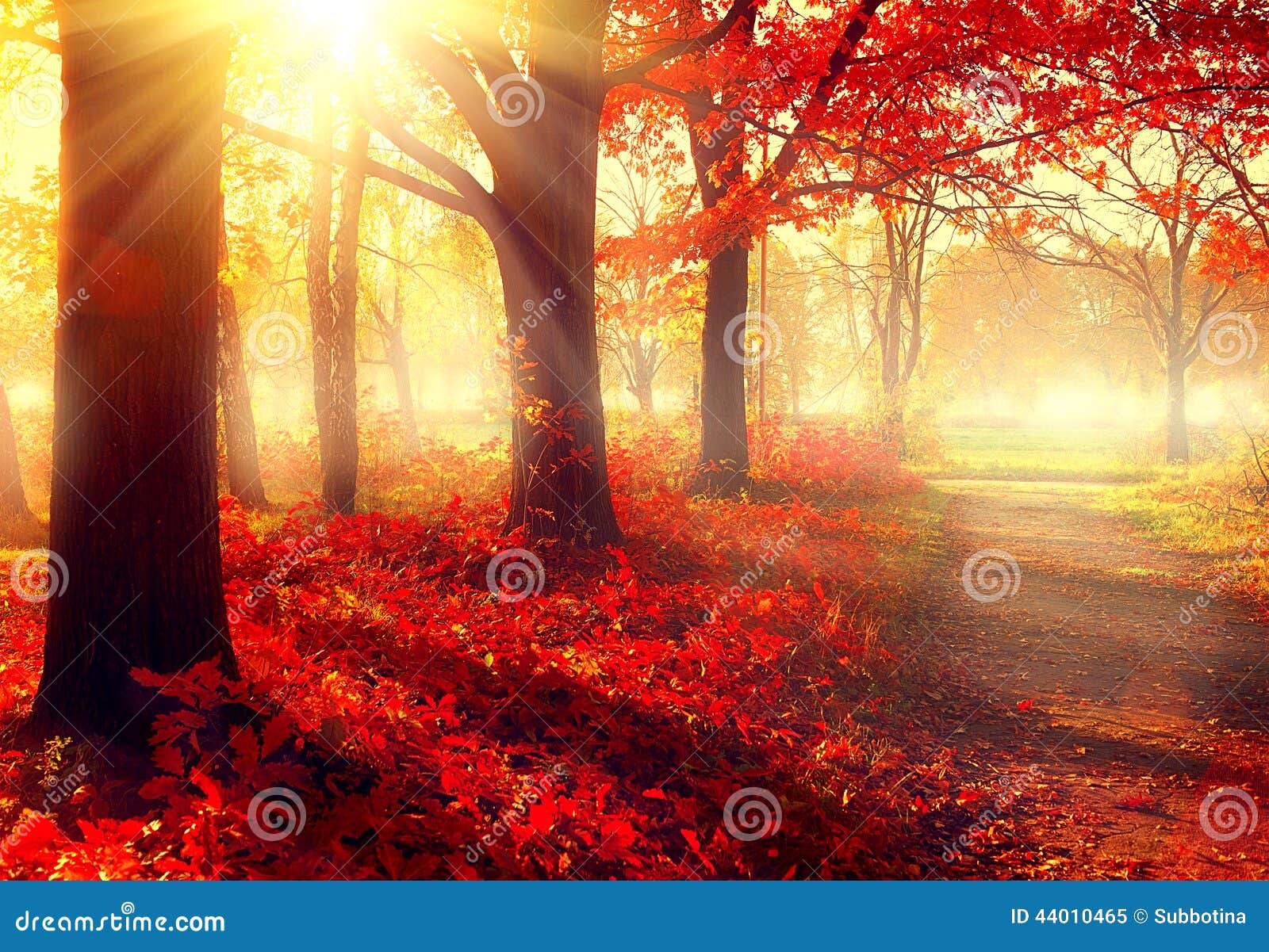 beautiful autumnal park in sunlight