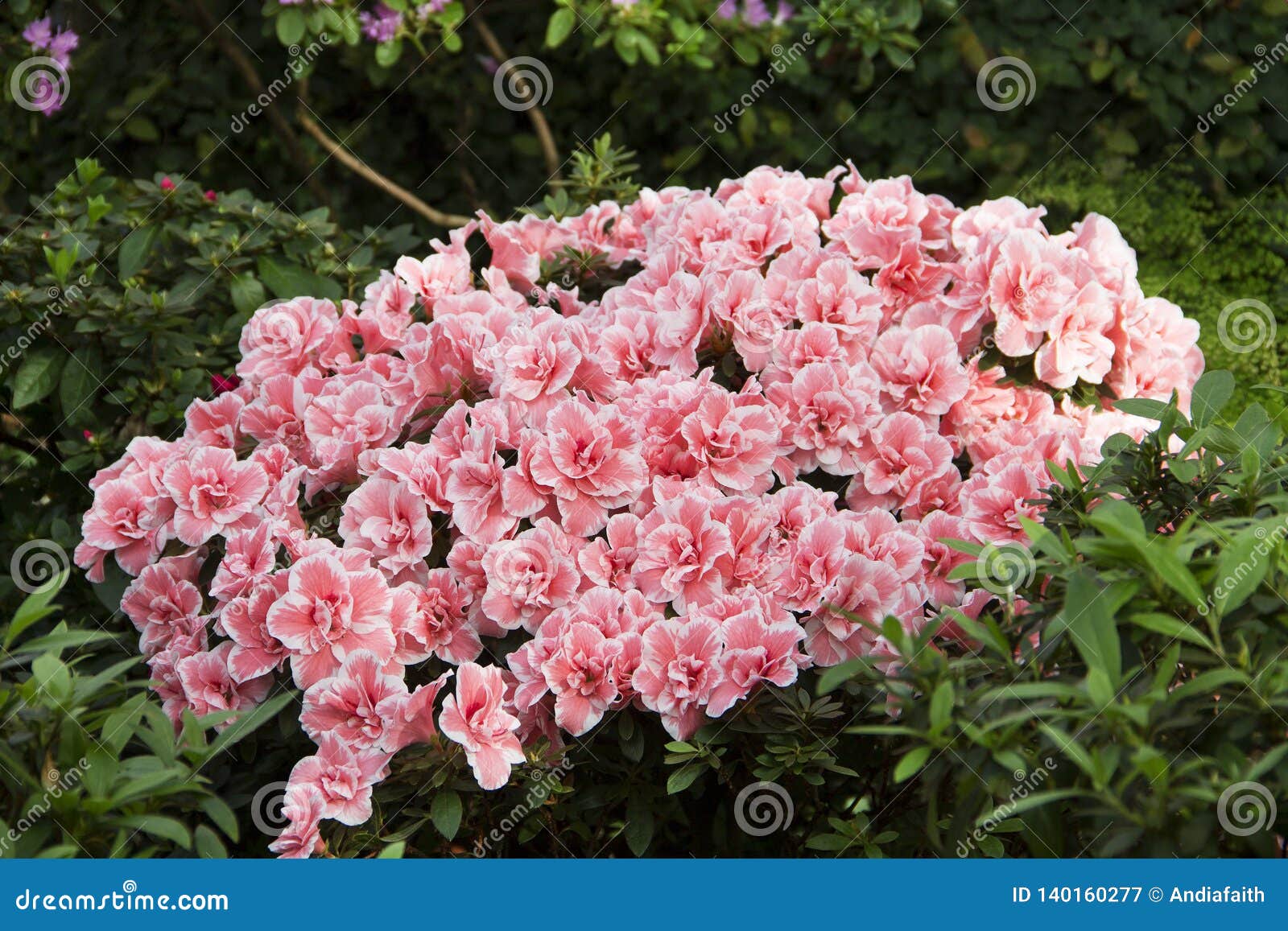 Beautiful Azalea Bush In A Botanical Garden Stock Image Image Of Flora Outside 140160277,How To Cook Carrots For Baby Led Weaning