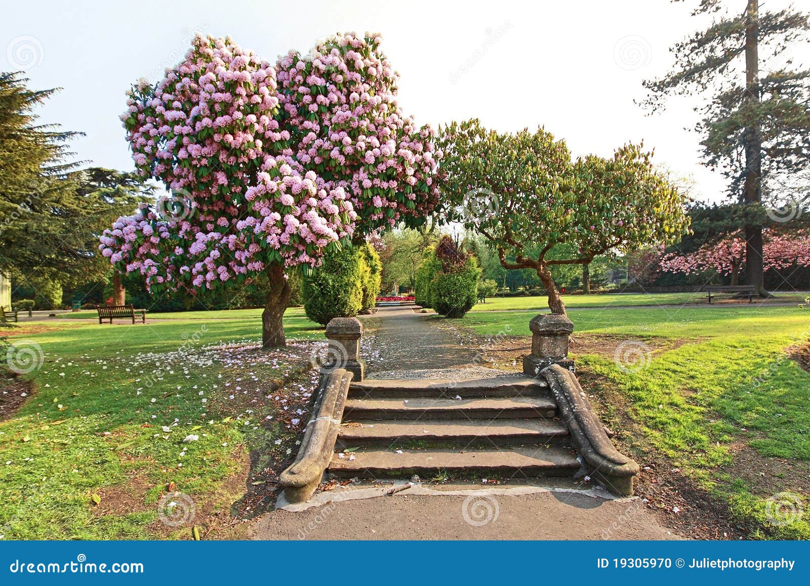 Beautiful Azalea Tree with Old Steps Stock Photo - Image of scenery, park:  19305970