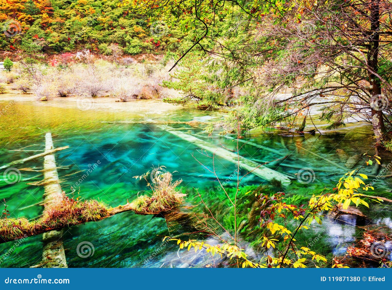 Beautiful Azure Lake With Submerged Tree Trunks In Autumn Forest Stock