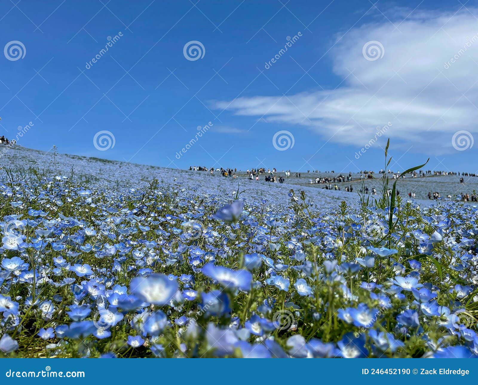 ice cream at hitachi seaside park, field of nemophilas in ibaraki japan