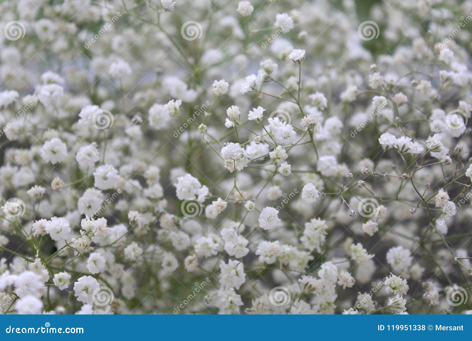 446 Dried Baby Breath Stock Photos - Free & Royalty-Free Stock Photos from  Dreamstime