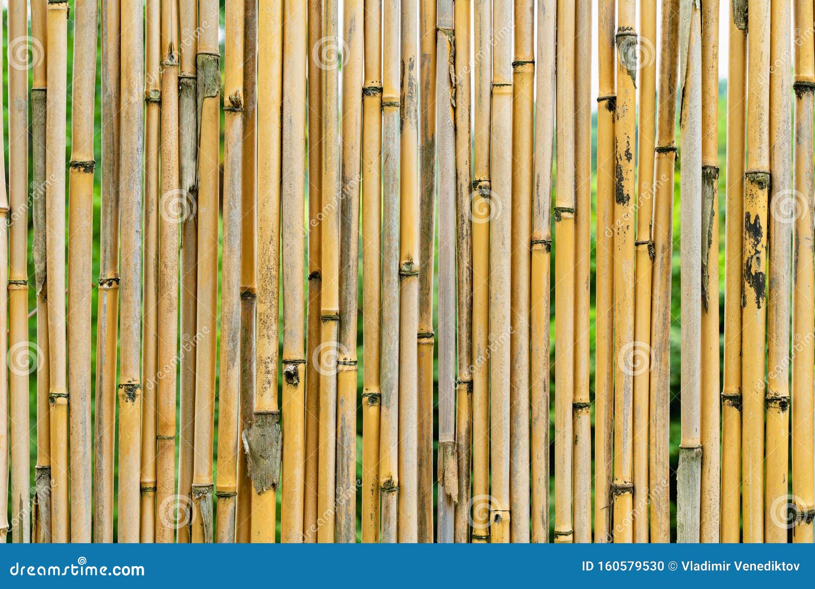 Beautiful Background Texture of Yellow Bamboo Stems Close Up. Pattern for Wallpaper  Design Stock Photo - Image of japan, segment: 160579530