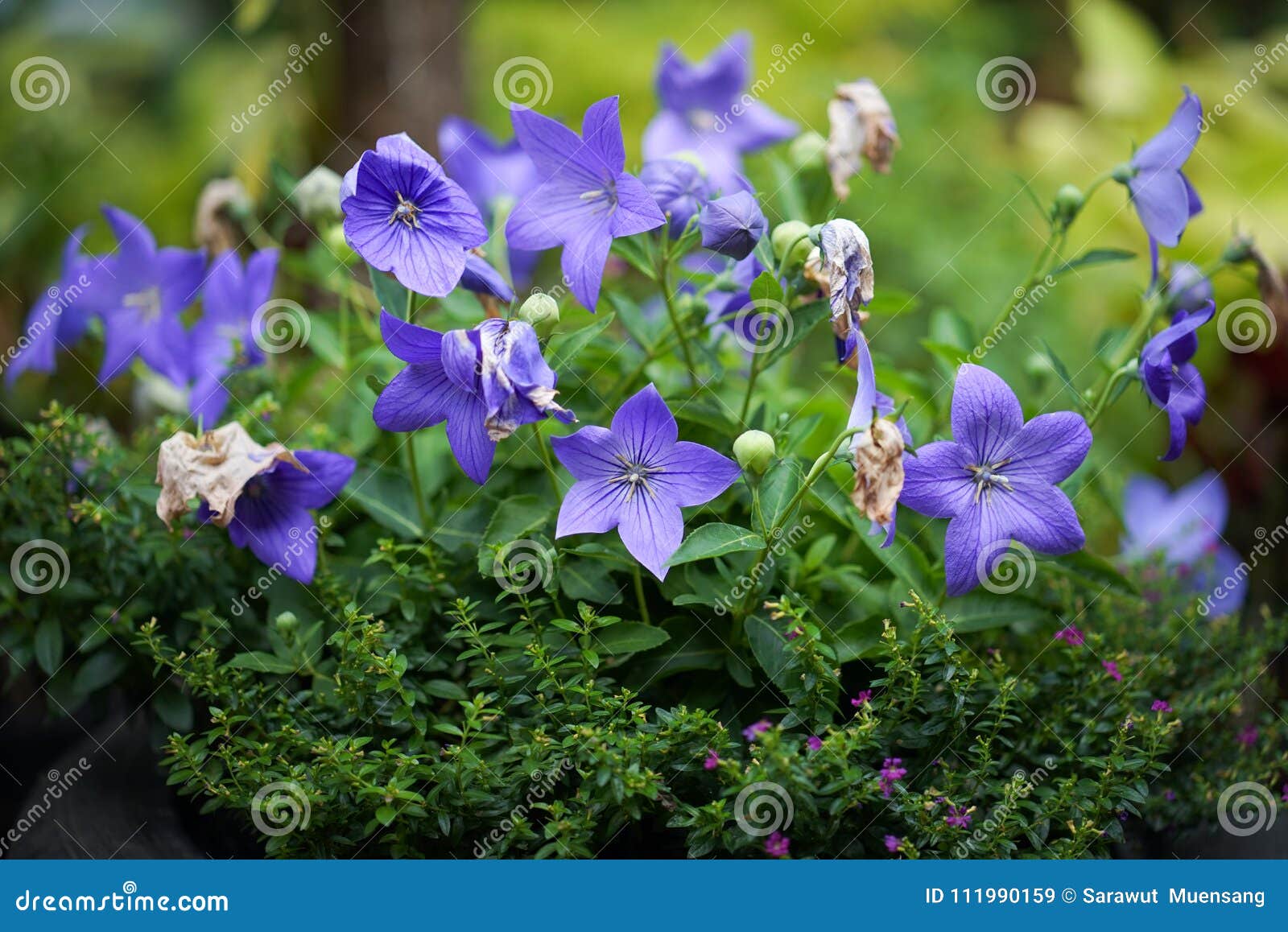 Beautiful Balloon flower stock image. Image of bottom 111990159
