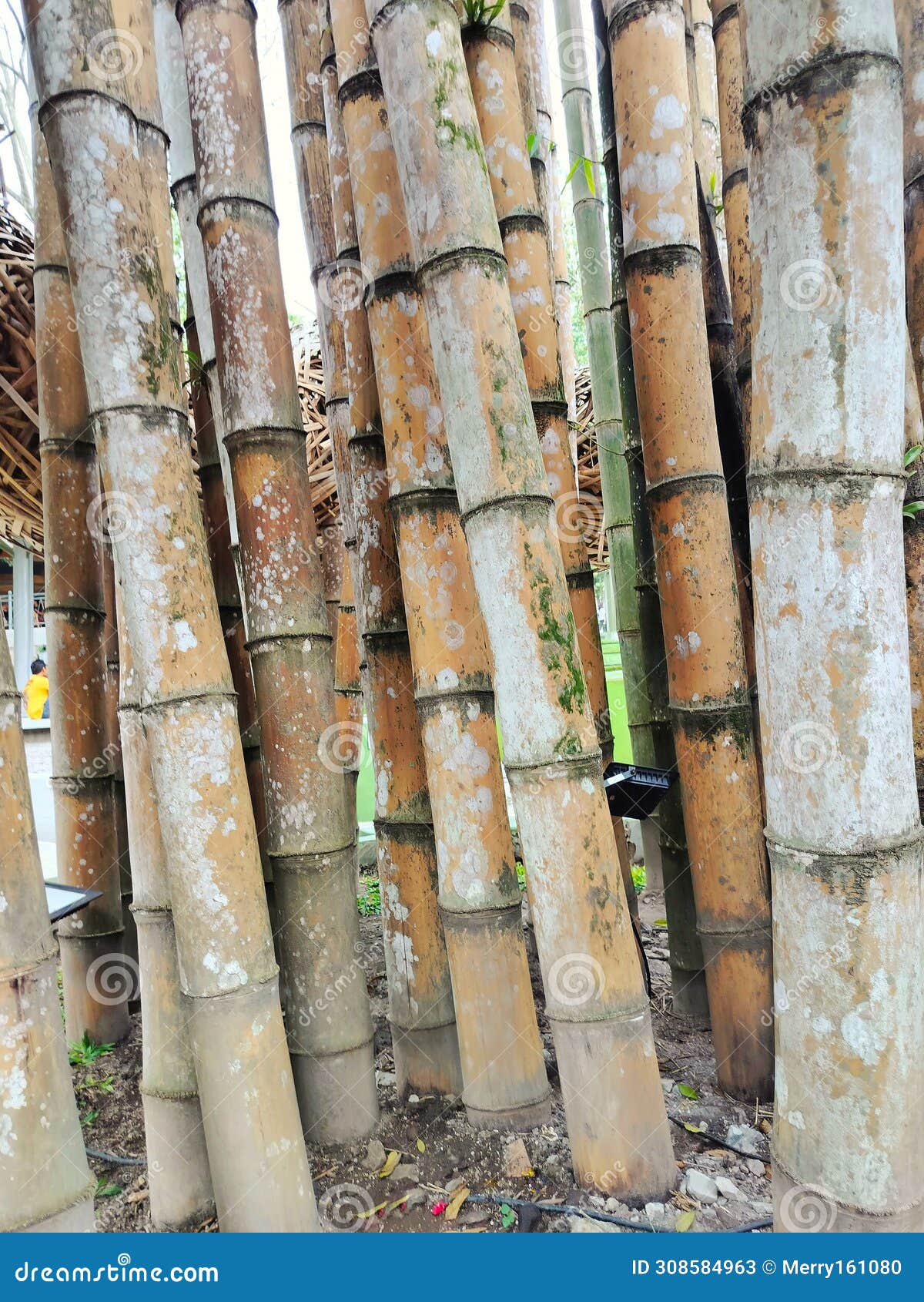 beautiful bamboo trees at the heha forest tourist spot in yogyakarta, indonesia. pohon bambu