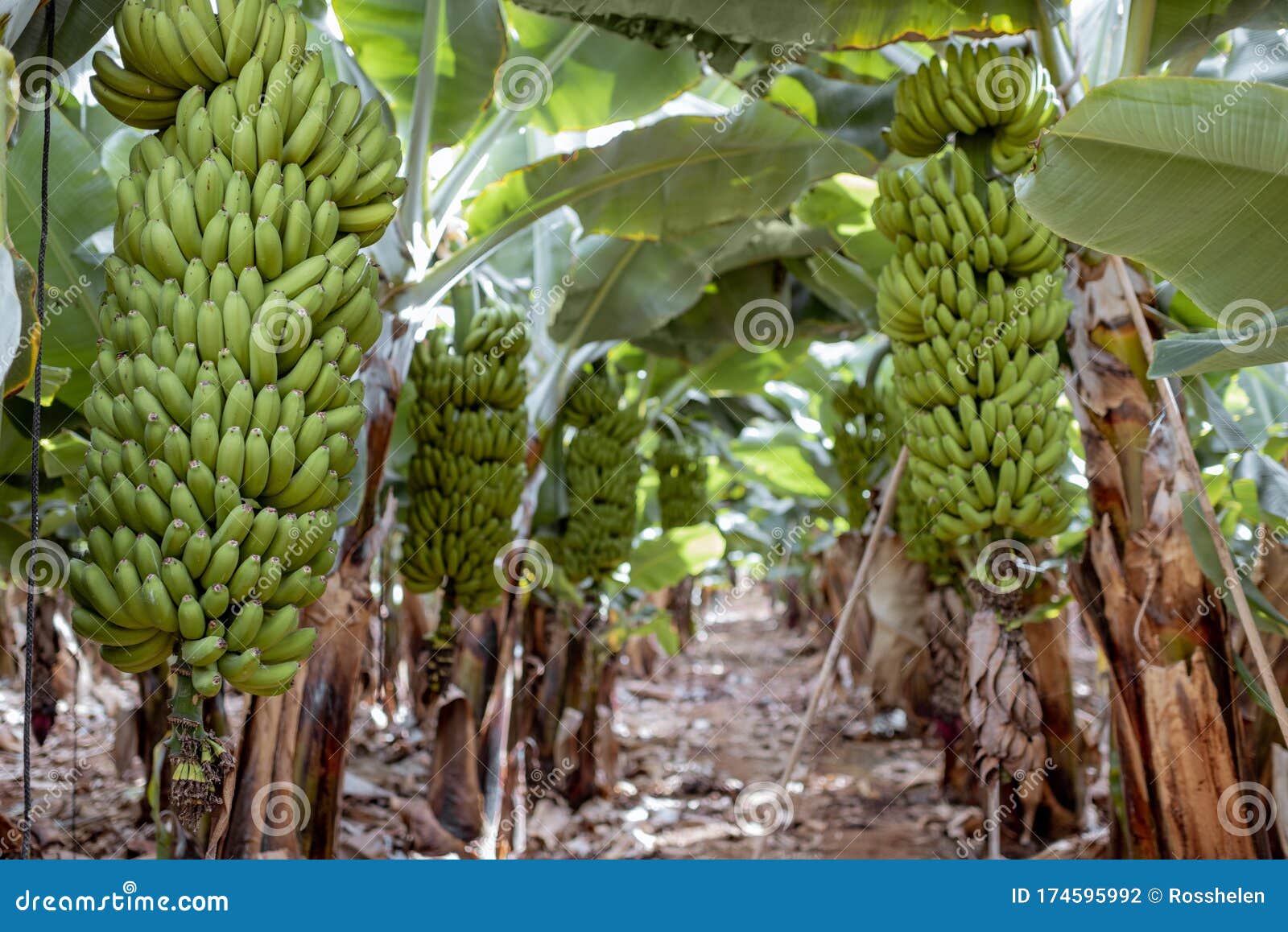 Banana Plantation With Harvest Stock Photo Image Of Bunch Farm