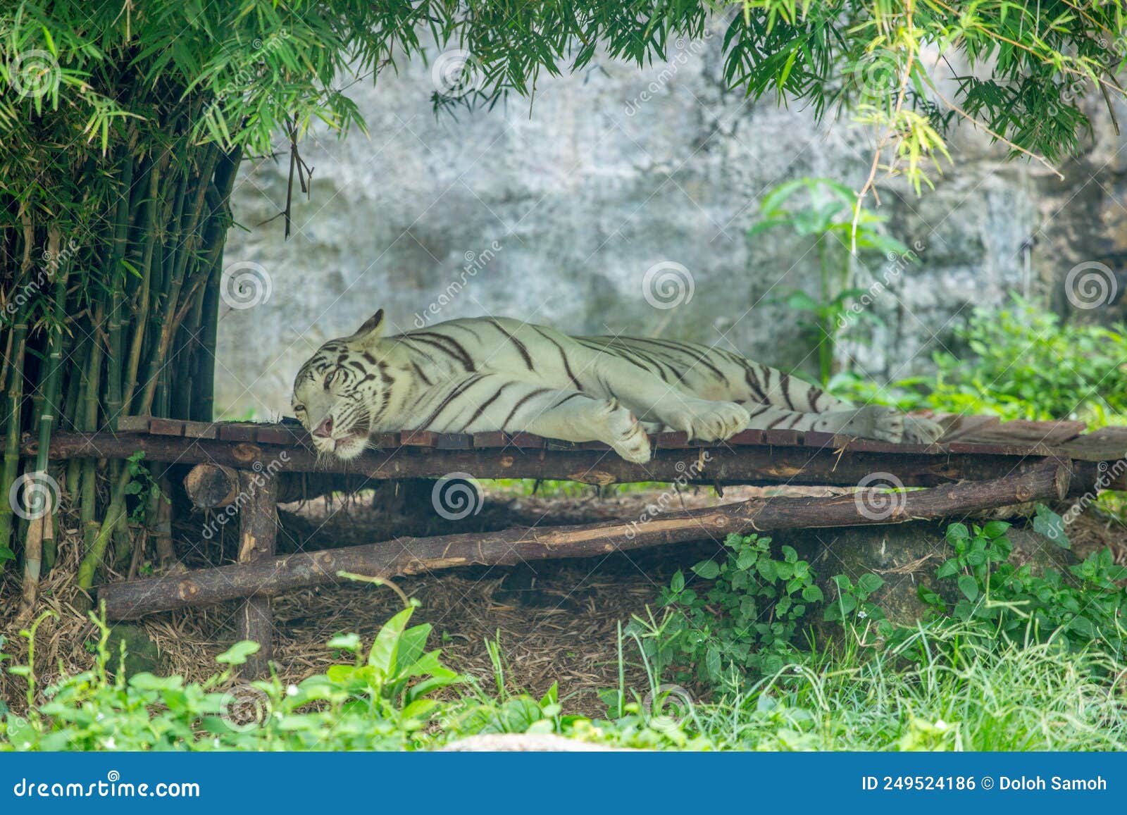 beautiful bangal tiger