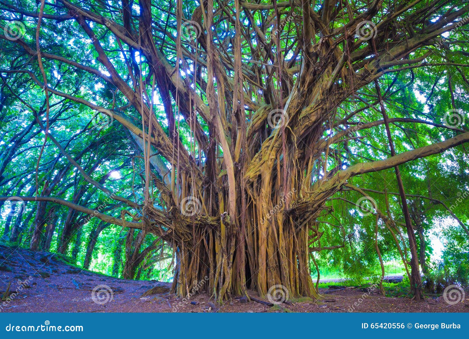 Beautiful banyan tree stock photo. Image of island, large 65420556