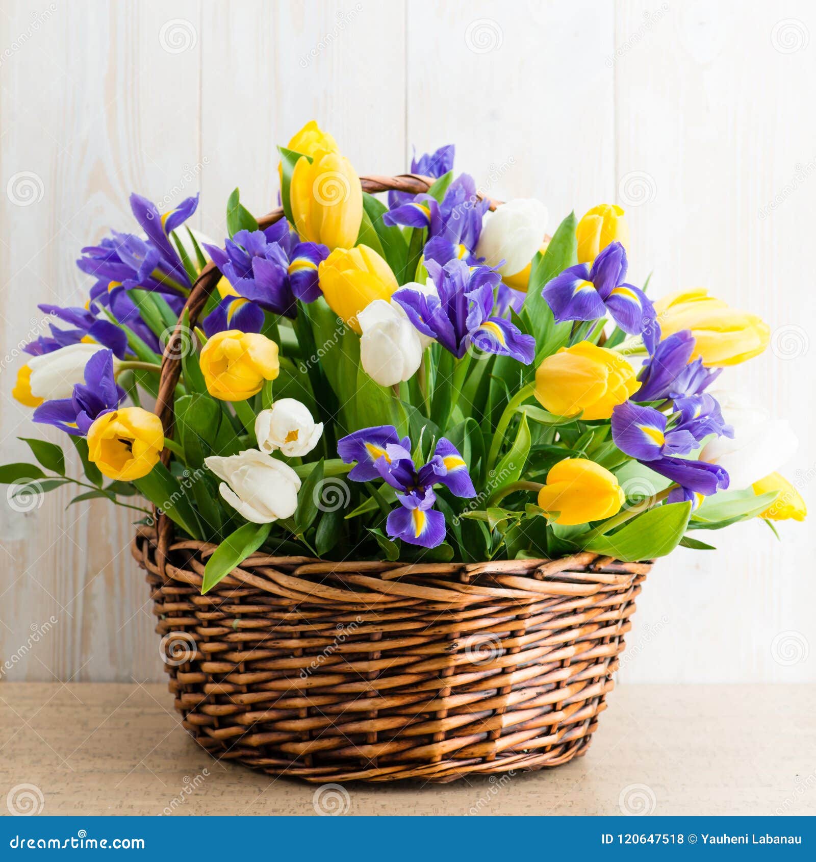Beautiful Basket, Tulips and Irises Gift Stock Photo Image of