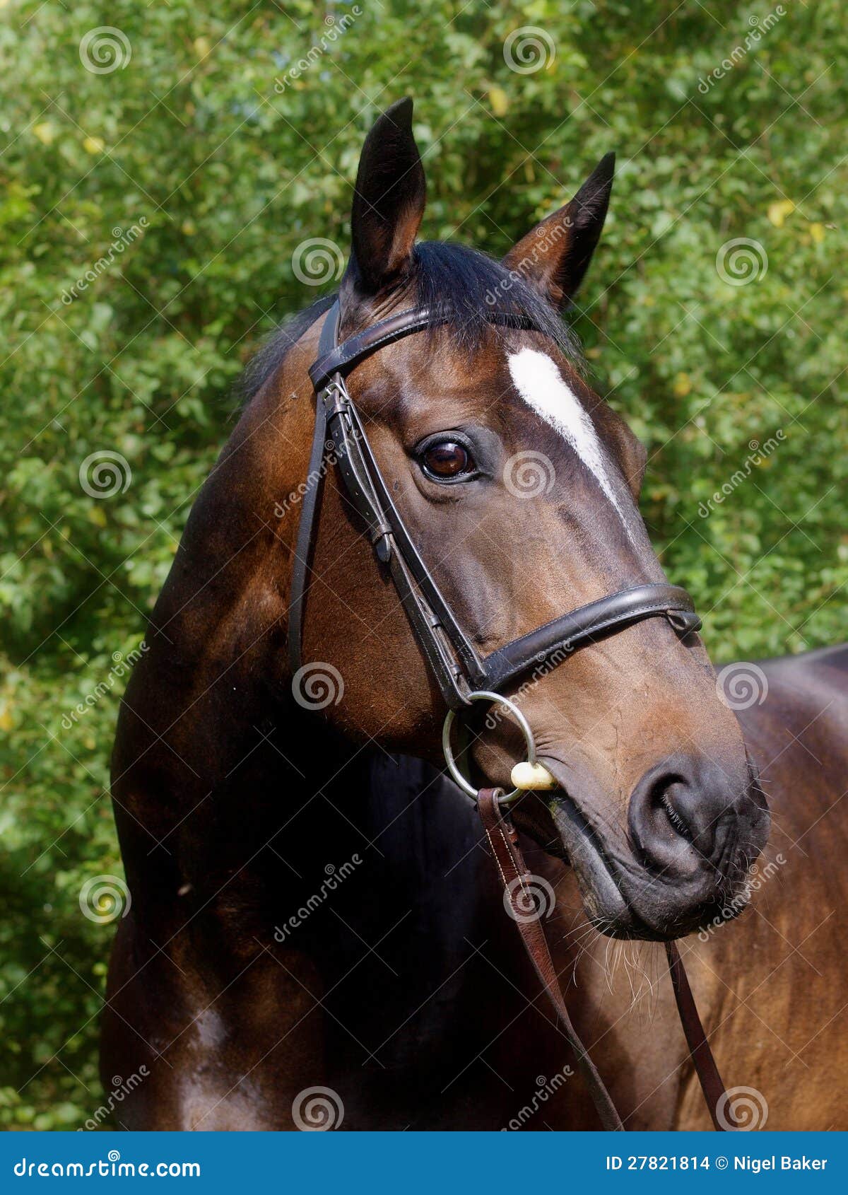 Beautiful Bay Horse Head Shot Stock Photo Image of bridle, eyes 27821814