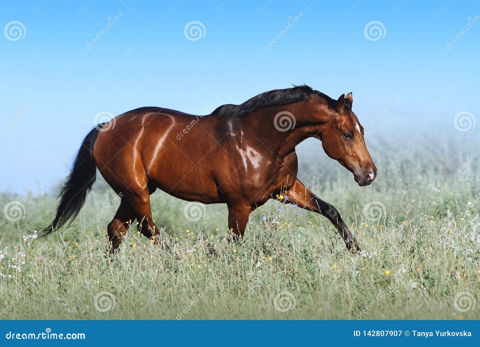 a beautiful bay horse jumps in a field against a blue sky.