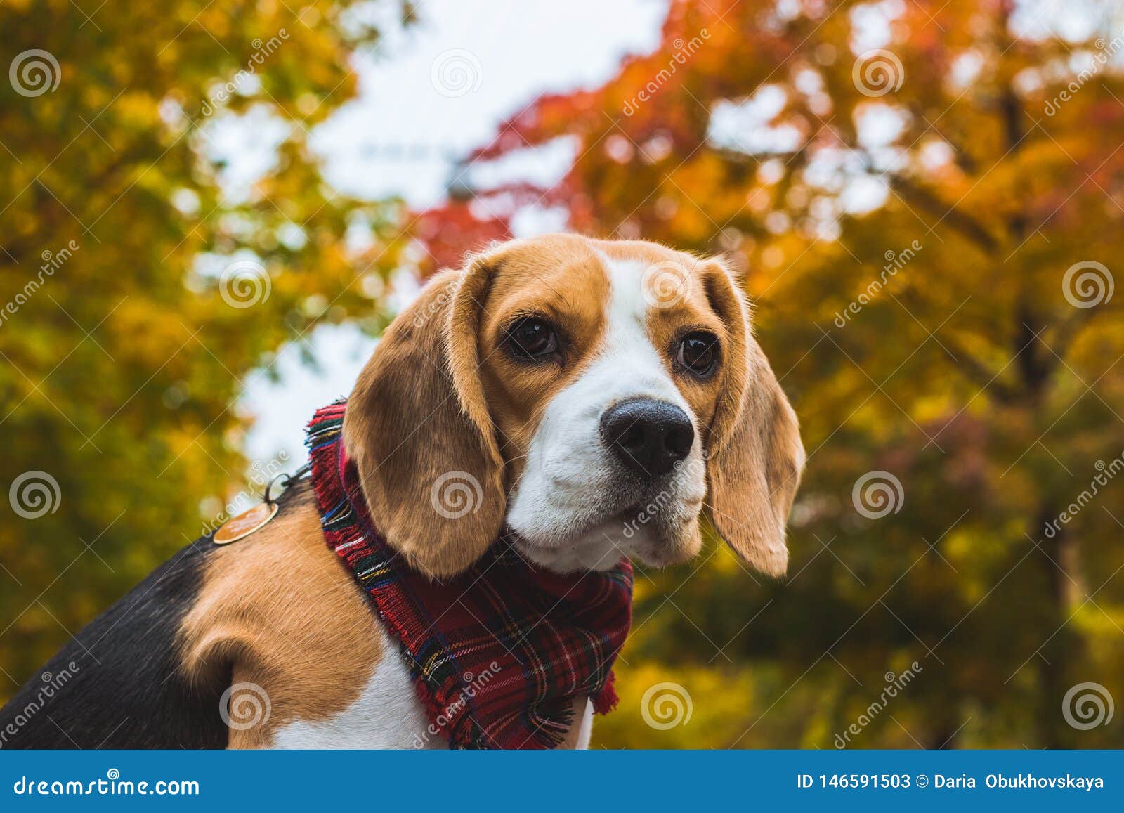 Beagles Hunting Dogs