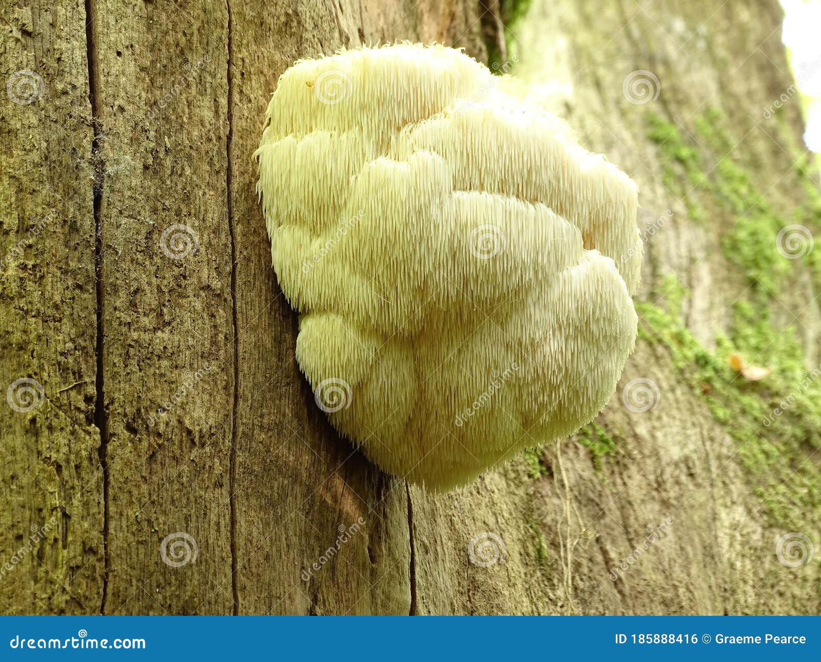 fine example of a lions mane mushroom.