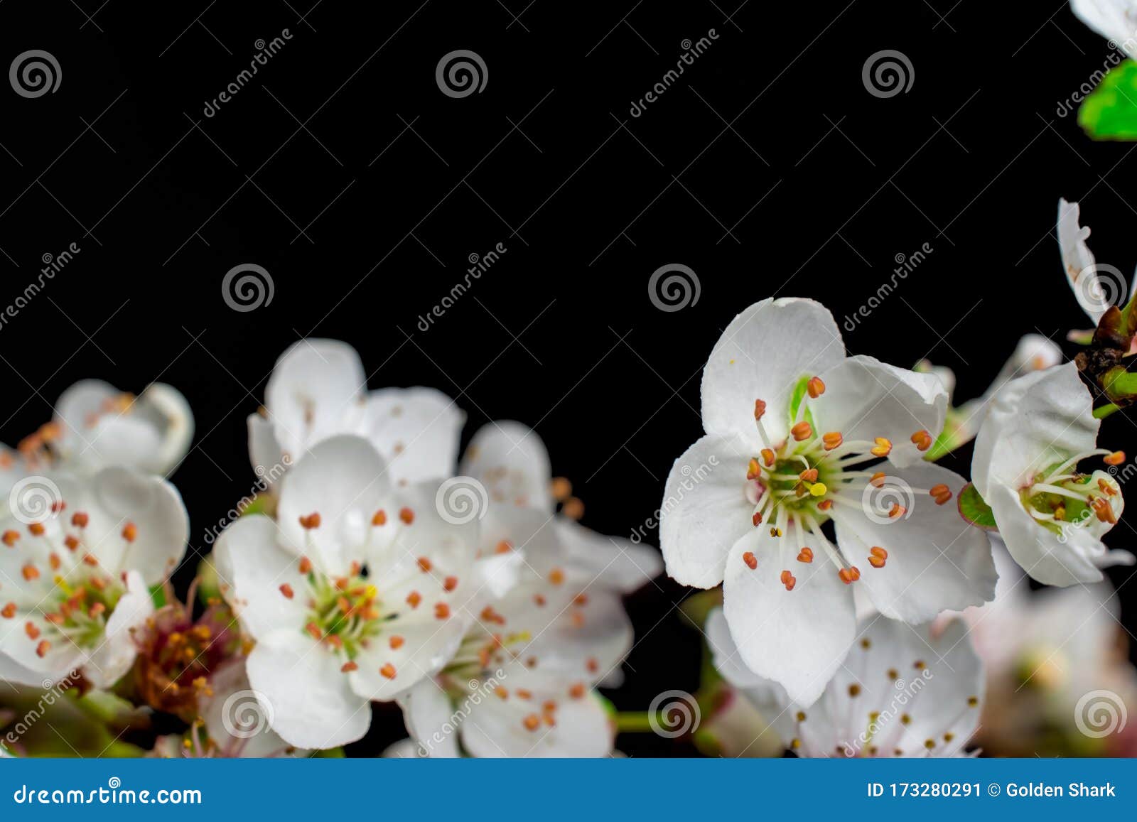 Cherry Blossom Black Background Images - Download 4,922 Royalty Free