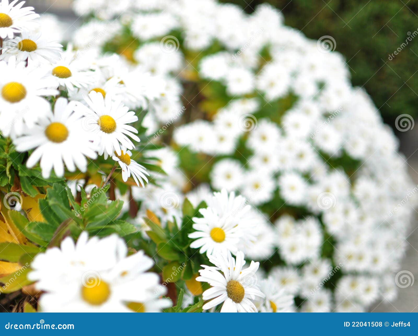 Beautiful Bed of Daisies stock photo. Image of photograph 22041508