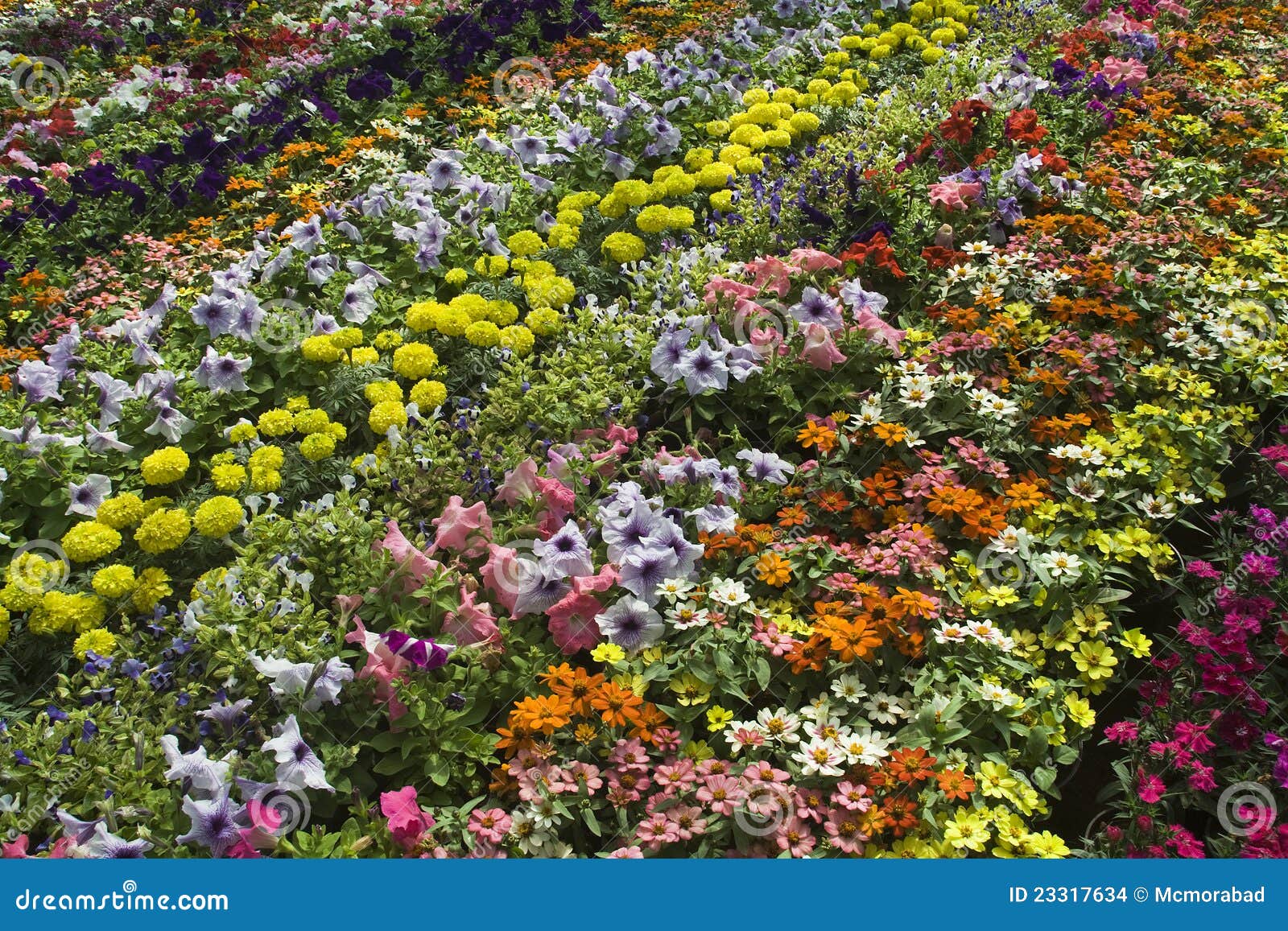 Beautiful Bed of Flowers stock photo. Image of plants 23317634