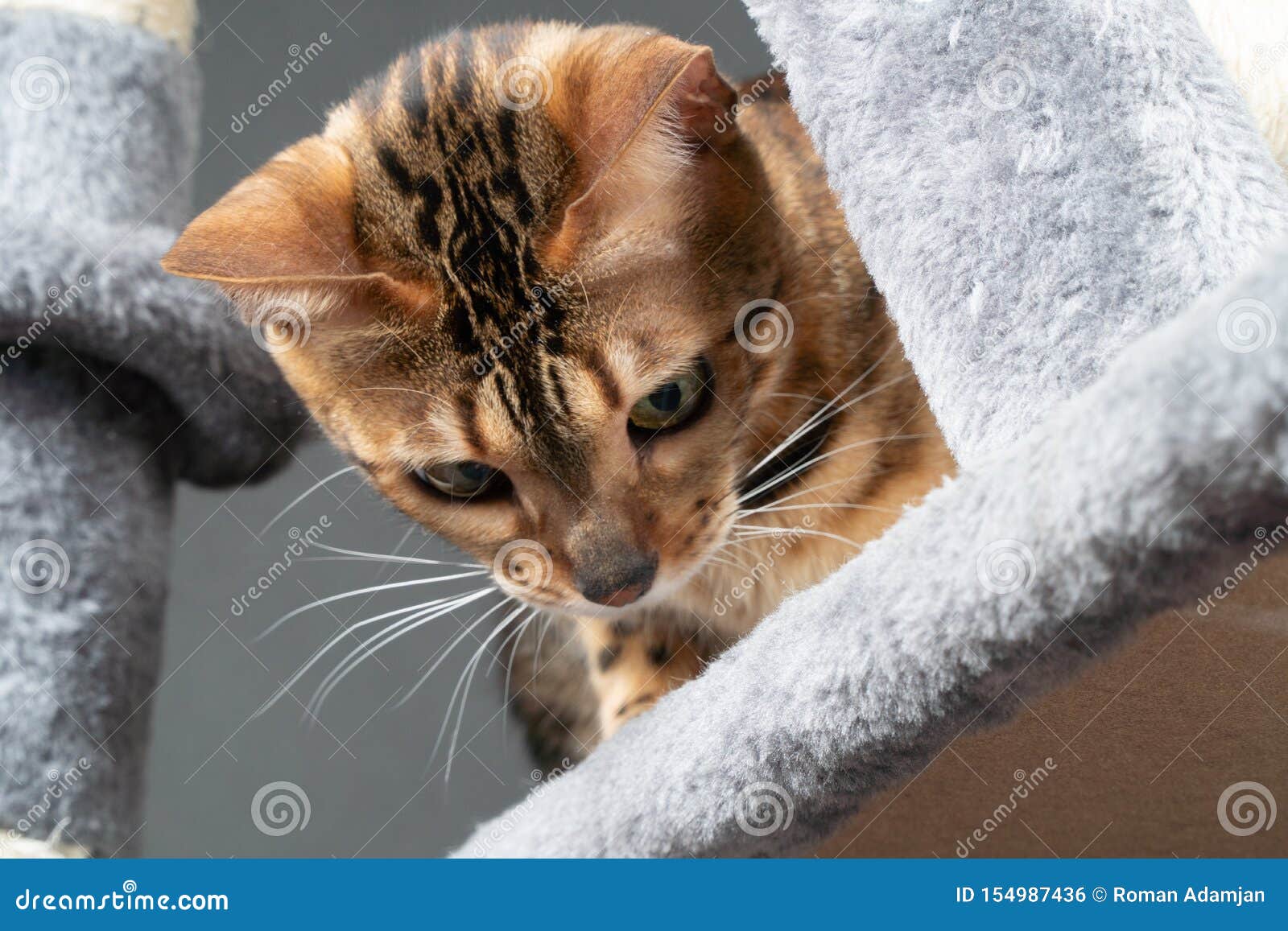 Beautiful Bengal Cat is Playing on the Scratching Post Stock Photo