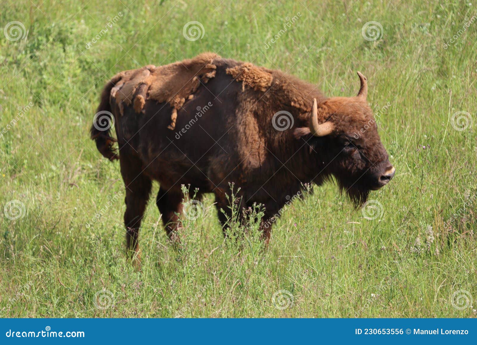 beautiful big bison dangerous horns herbivorous zoo safari animal