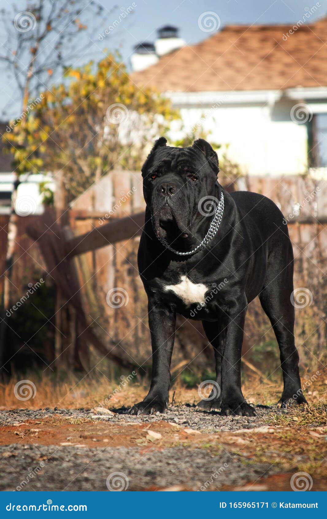 Beautiful Big Black Dog Breed Italian Cane Corso On The Background Of The House Stock Image Image Of Pedigree Black 165965171