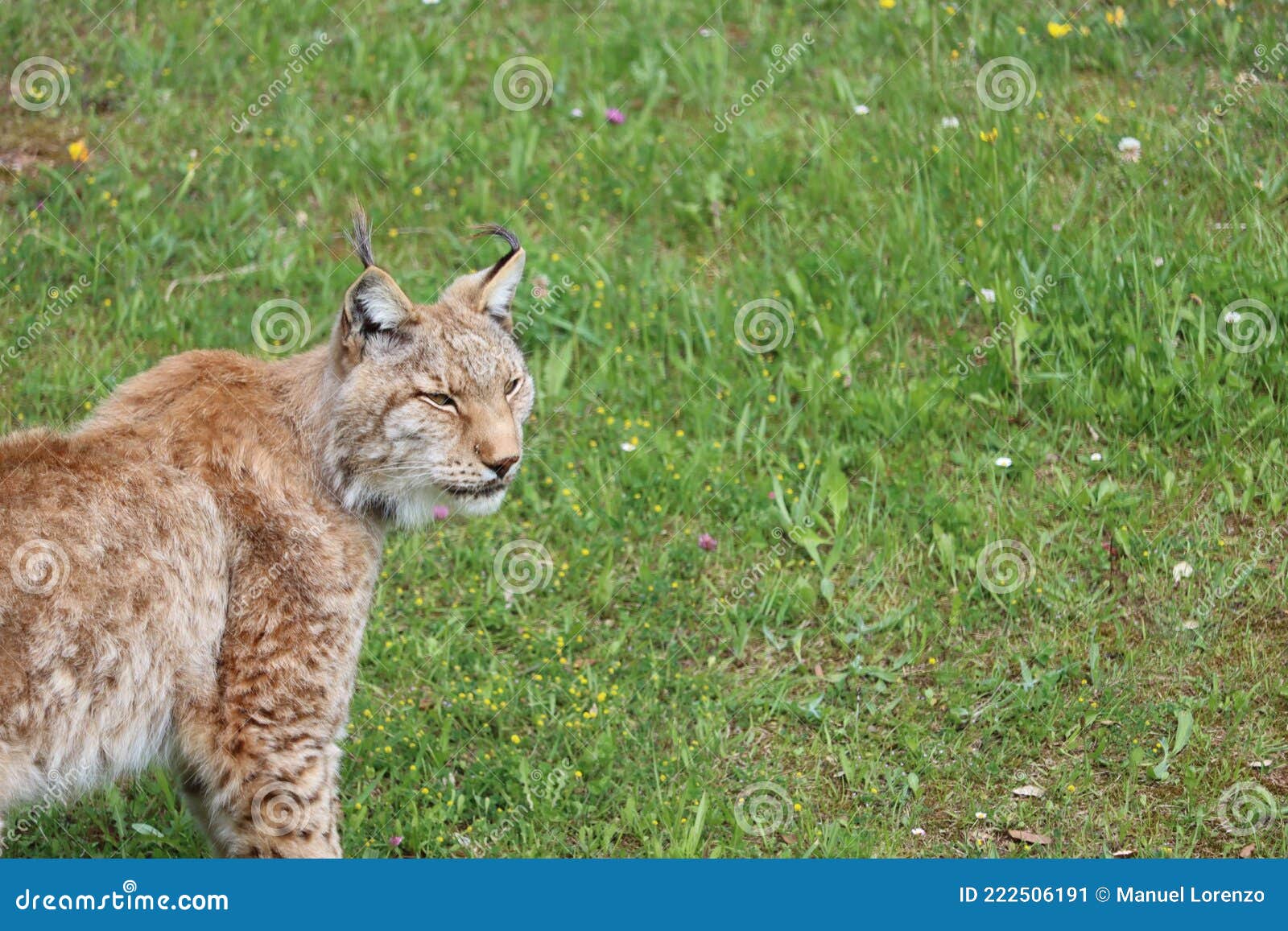 beautiful big cat lynx wild freedom fear danger extinction