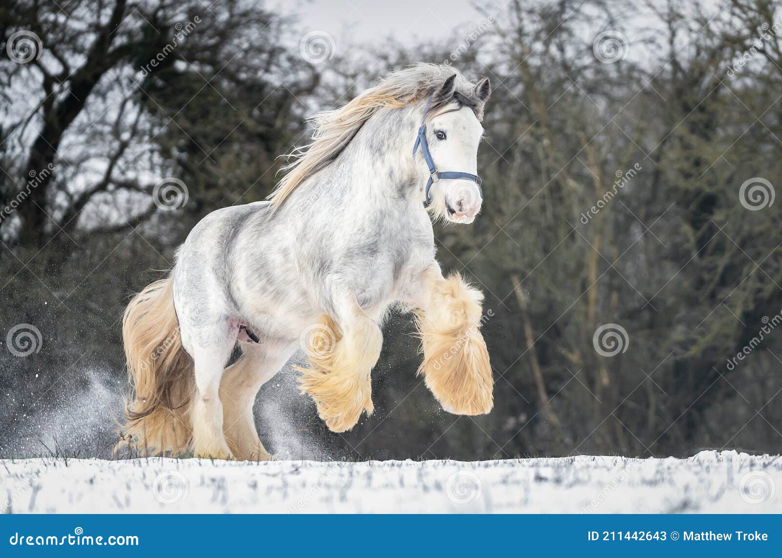 beautiful big irish gypsy cob horse foal running wild in snow on ground rearing large feathered front legs up high