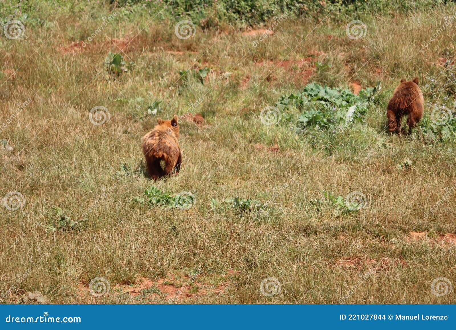 beautiful big wild brown bear dangerous spanish claws