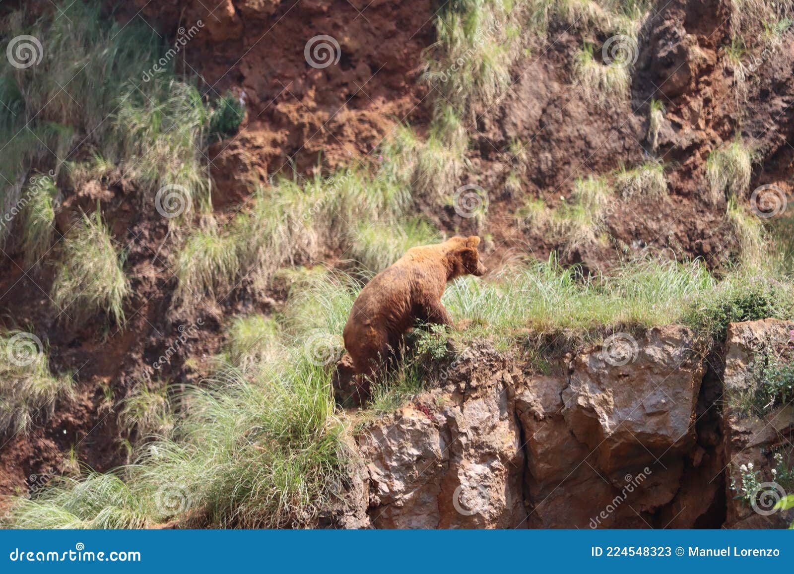 beautiful big wild brown bear dangerous spanish claws