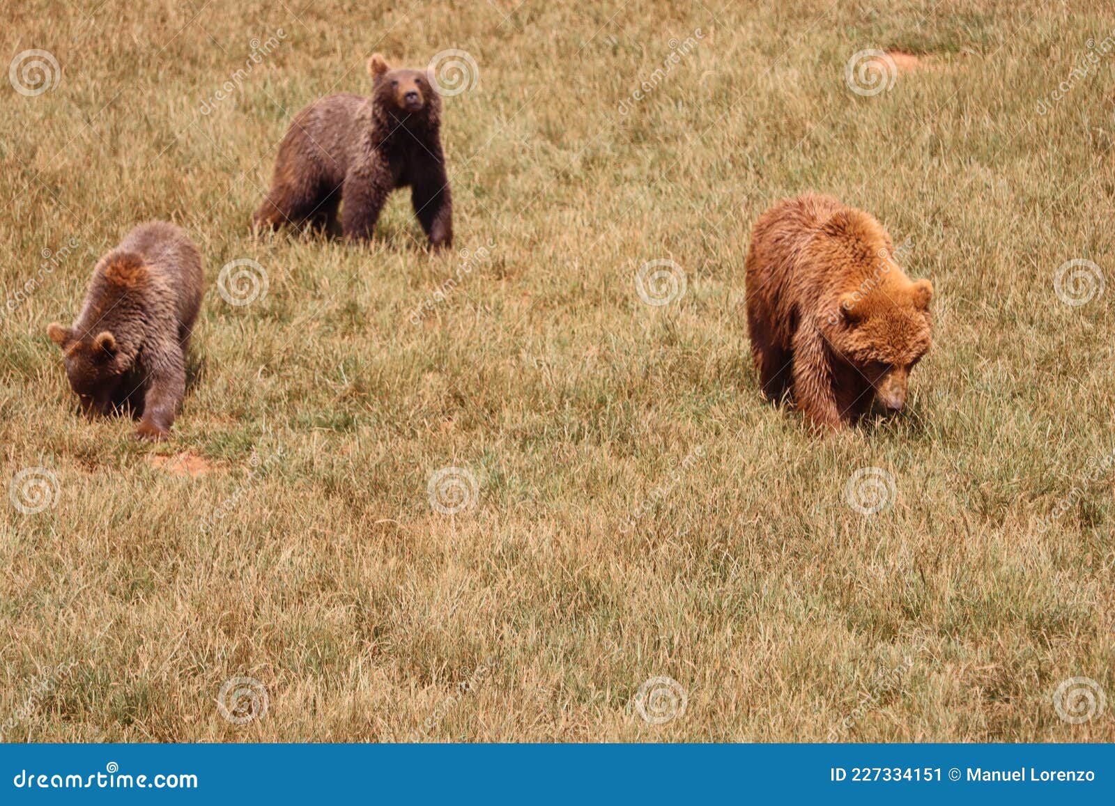 beautiful big wild brown bear dangerous spanish claws