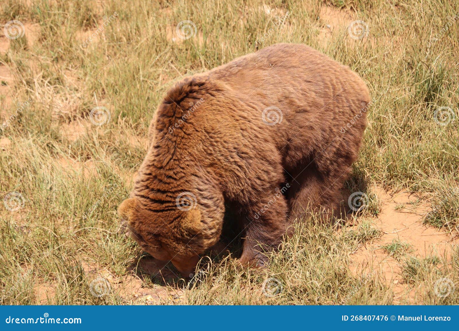beautiful big wild brown bear dangerous spanish claws
