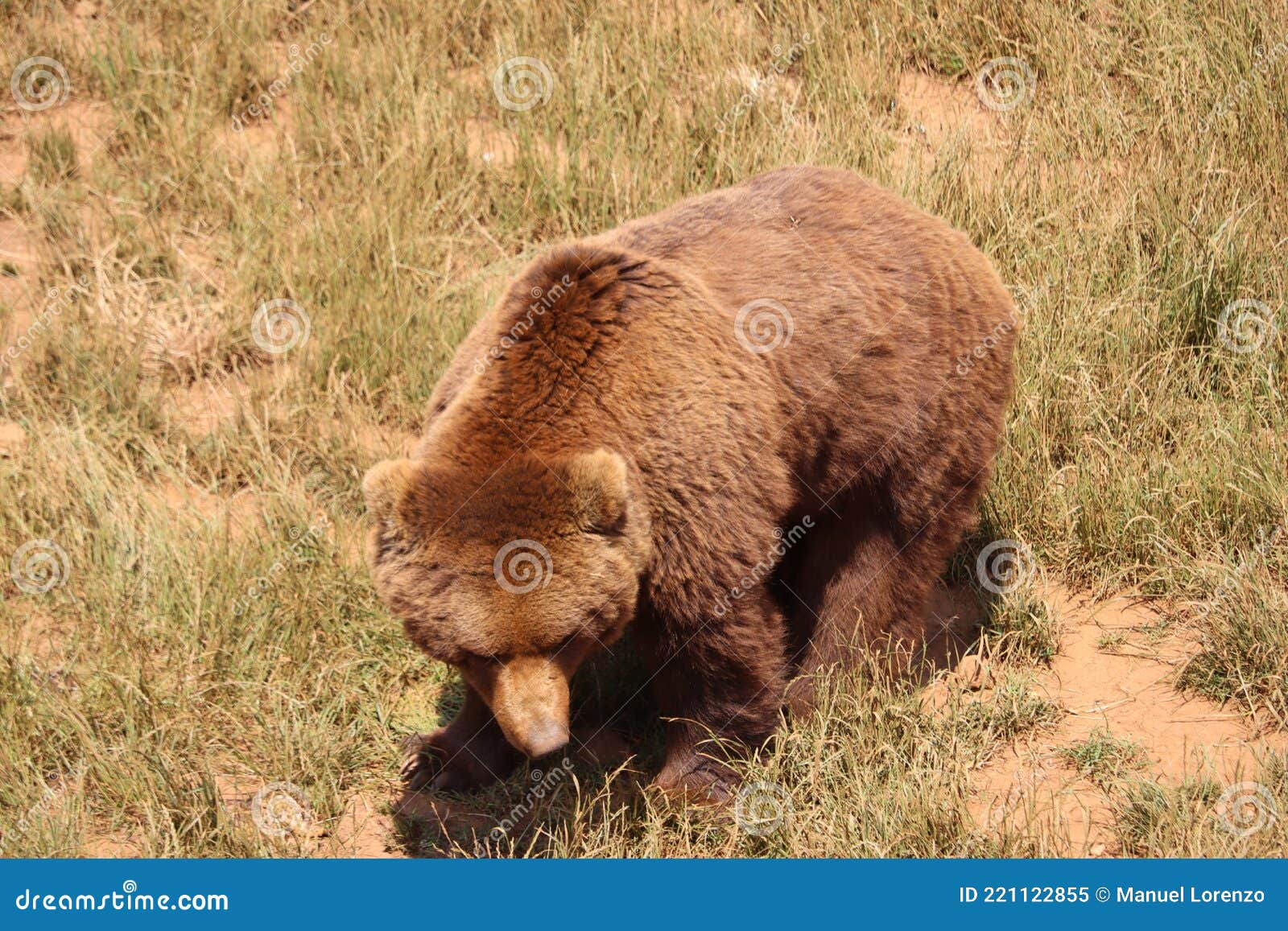 beautiful big wild brown bear dangerous spanish claws
