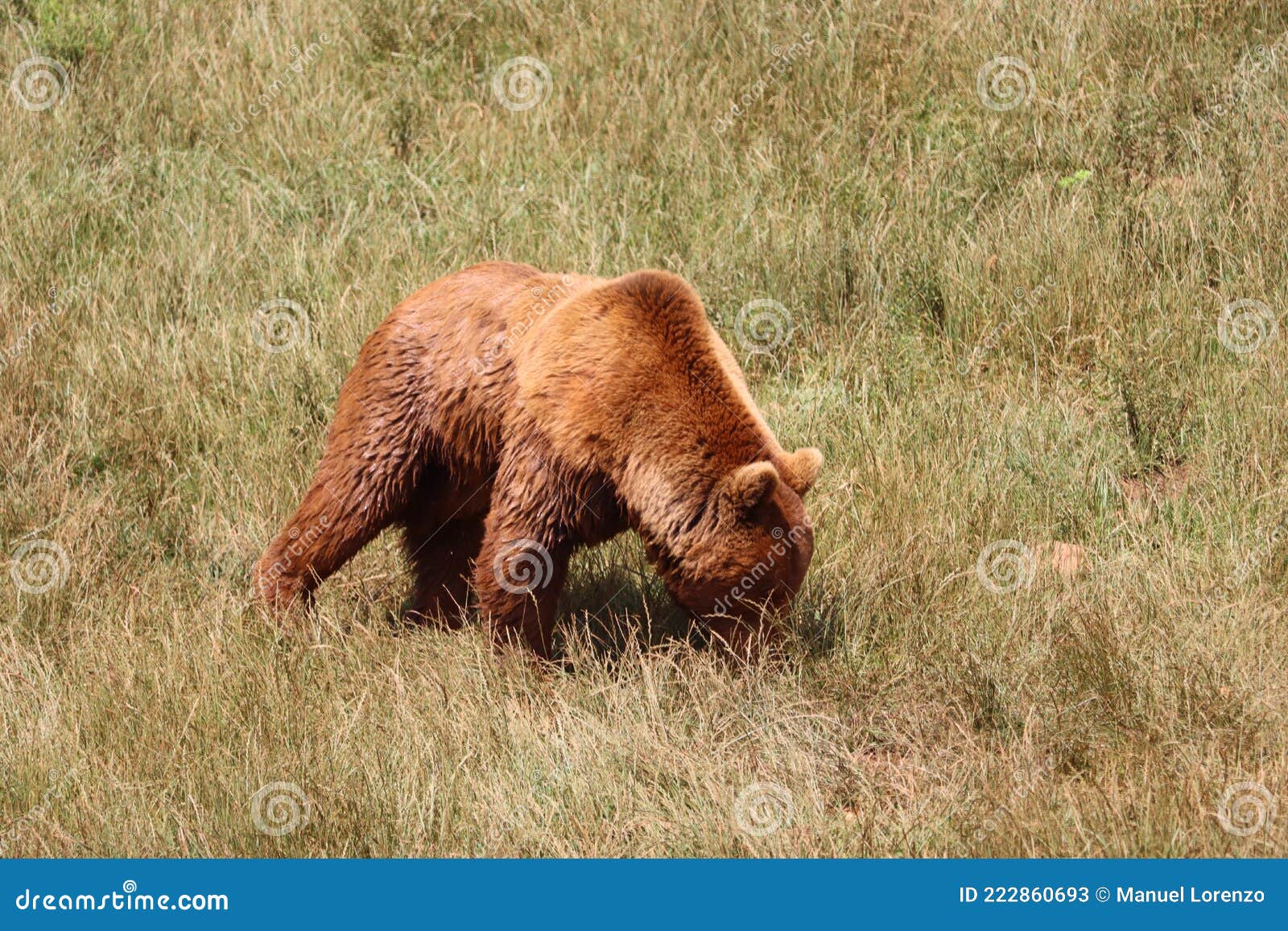 beautiful big wild brown bear dangerous spanish claws