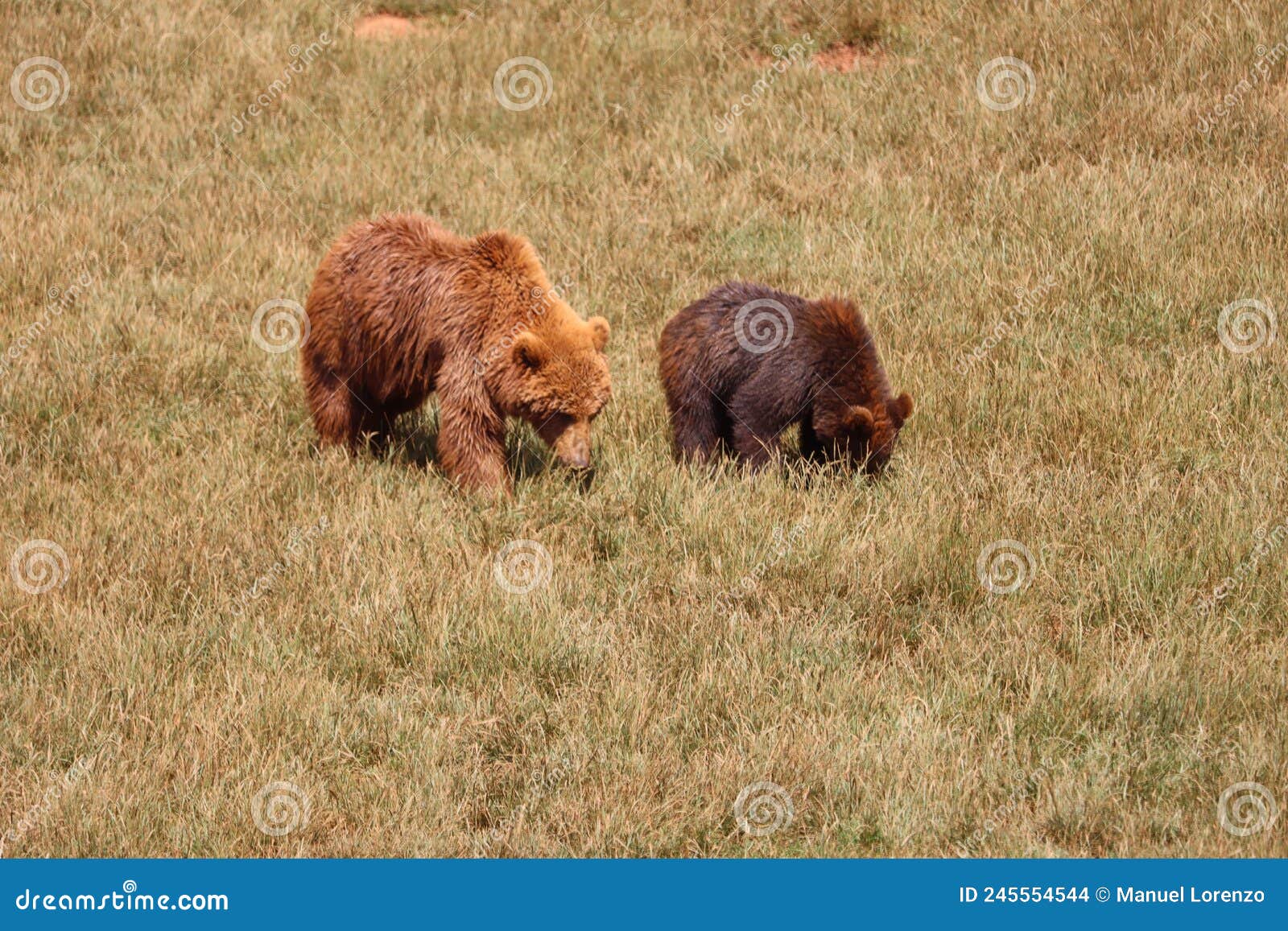 beautiful big wild brown bear dangerous spanish claws