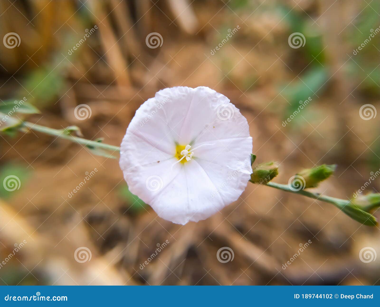 beautiful bindweeds white flower on the field