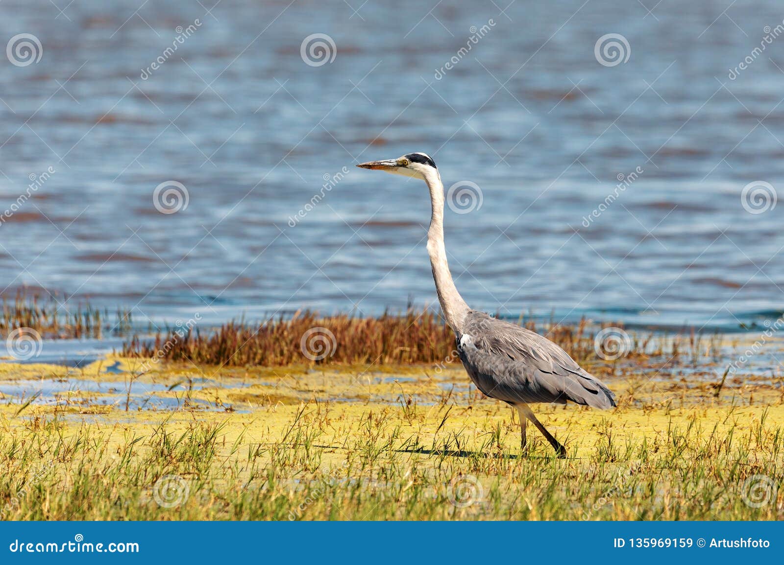 Cattle Egret Botswana Africa Safari Wildlife Stock Image - Image of ...