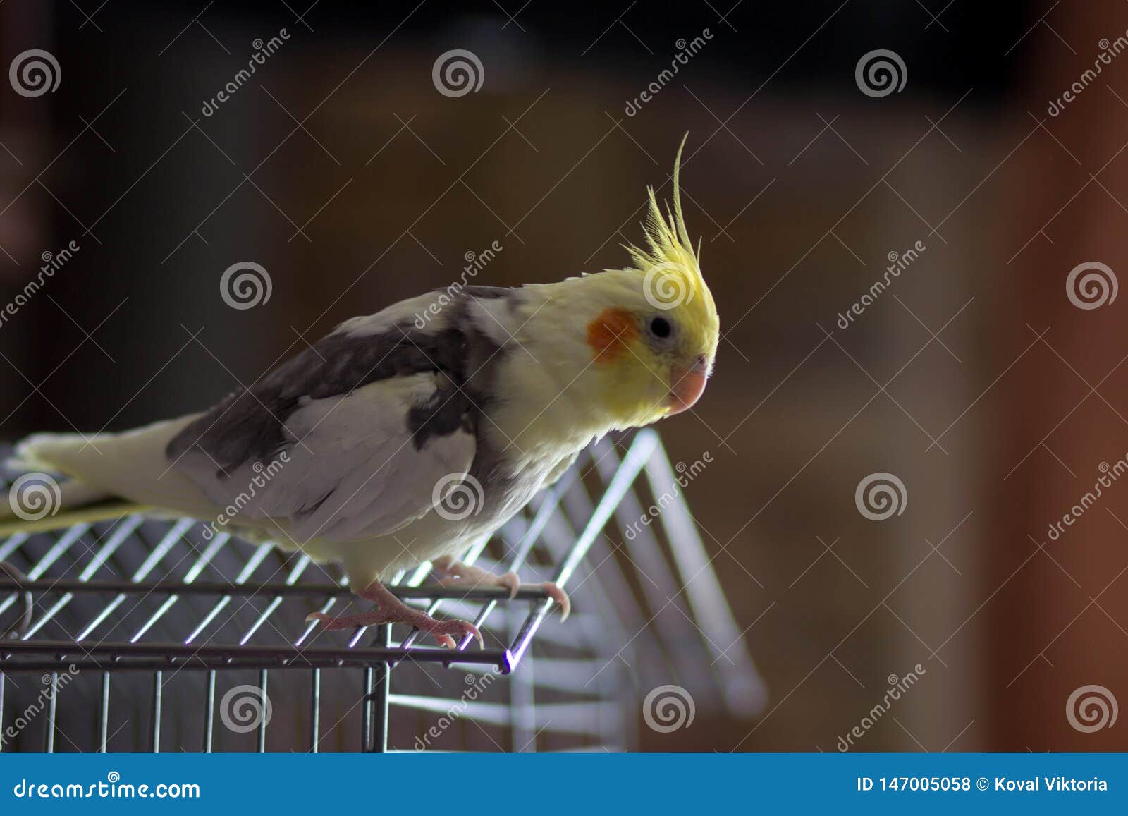 Bird Parrot Karella stock photo. Image of homebred, breed - 147005058 Bird Parrot Karella stock photo. Image of homebred, breed - 147005058