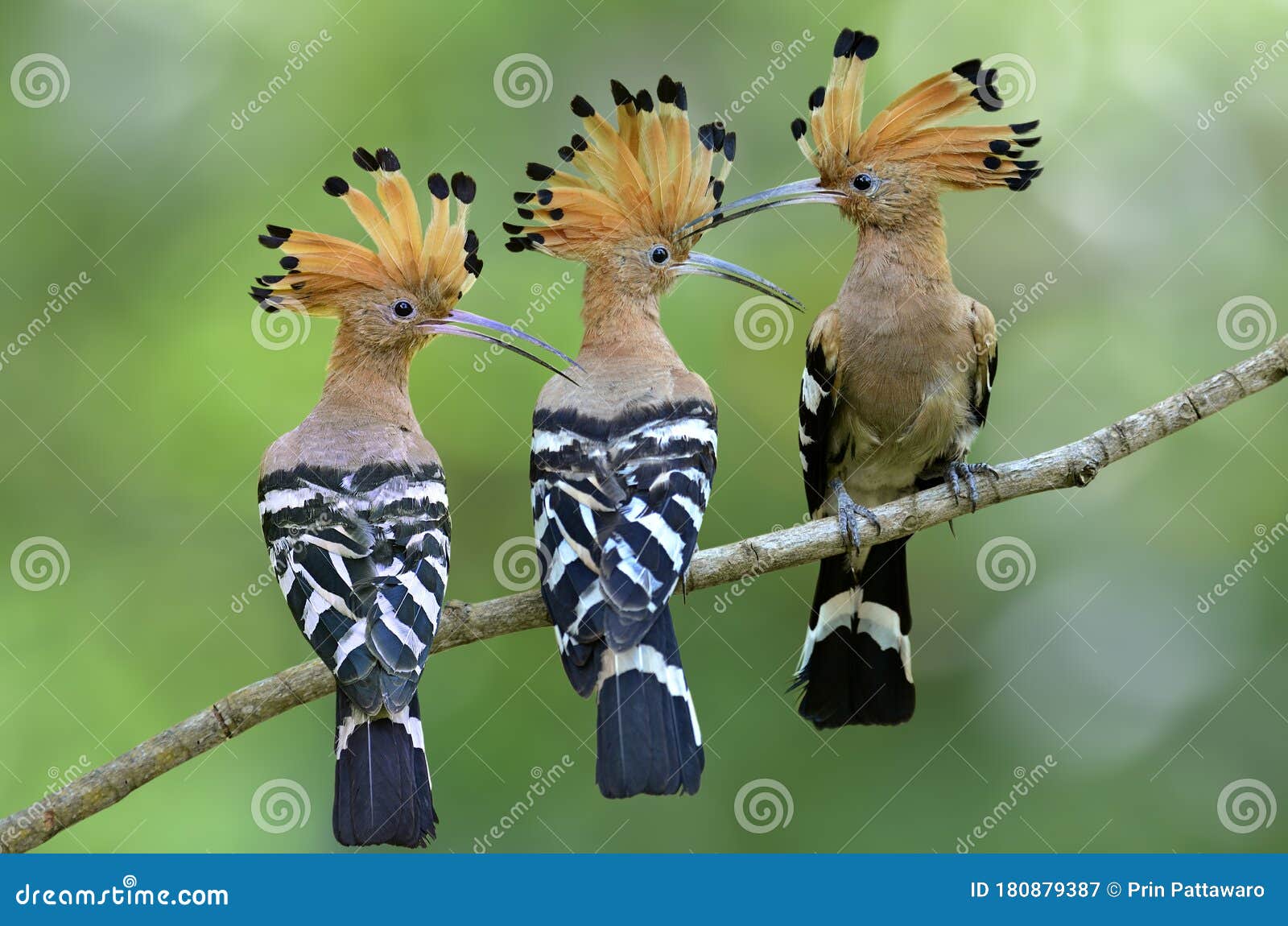 Beautiful Bird Family, Flock of Eurasian or Common Hoopoe Upupa ...