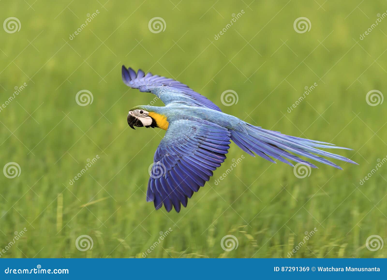Beautiful Bird Flying on Nature Background Stock Image - Image of ...