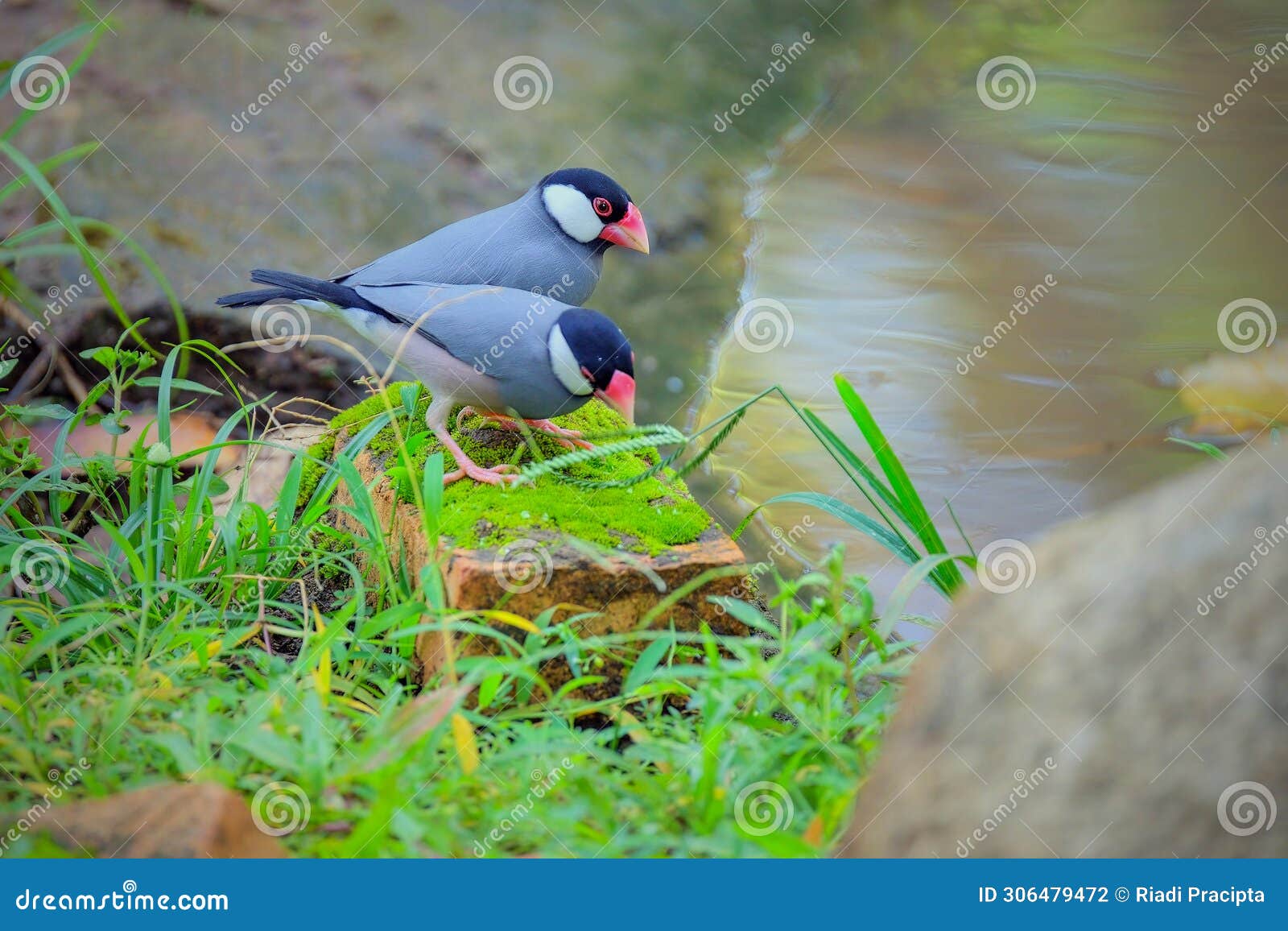 beautiful bird, java sparrow