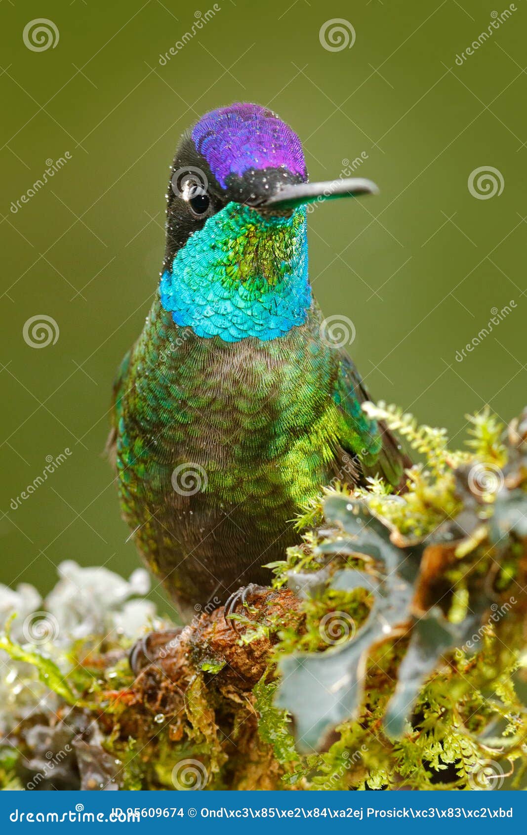 beautiful bird in the nature forest habitat. detail of shiny glossy bird. magnificent hummingbird, eugenes fulgens, nice bird on