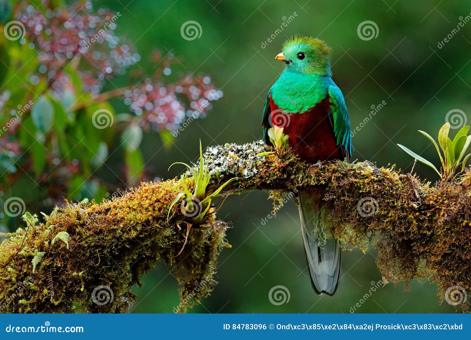 beautiful bird in nature tropic habitat. resplendent quetzal, pharomachrus mocinno, savegre in costa rica, with green forest backg