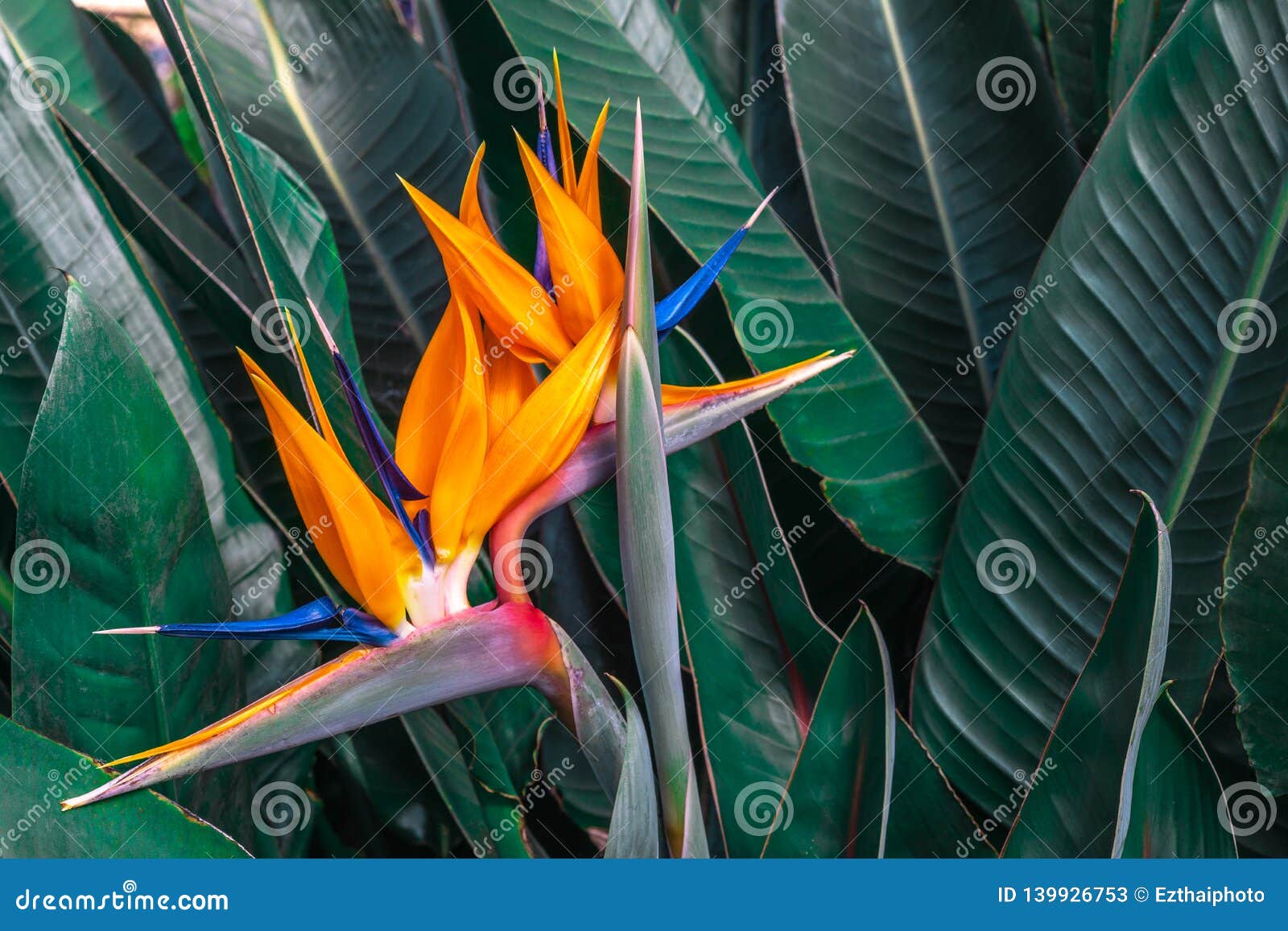 beautiful bird of paradise flower & x28;strelitzia reginae& x29; with green leaves background in tropical garden