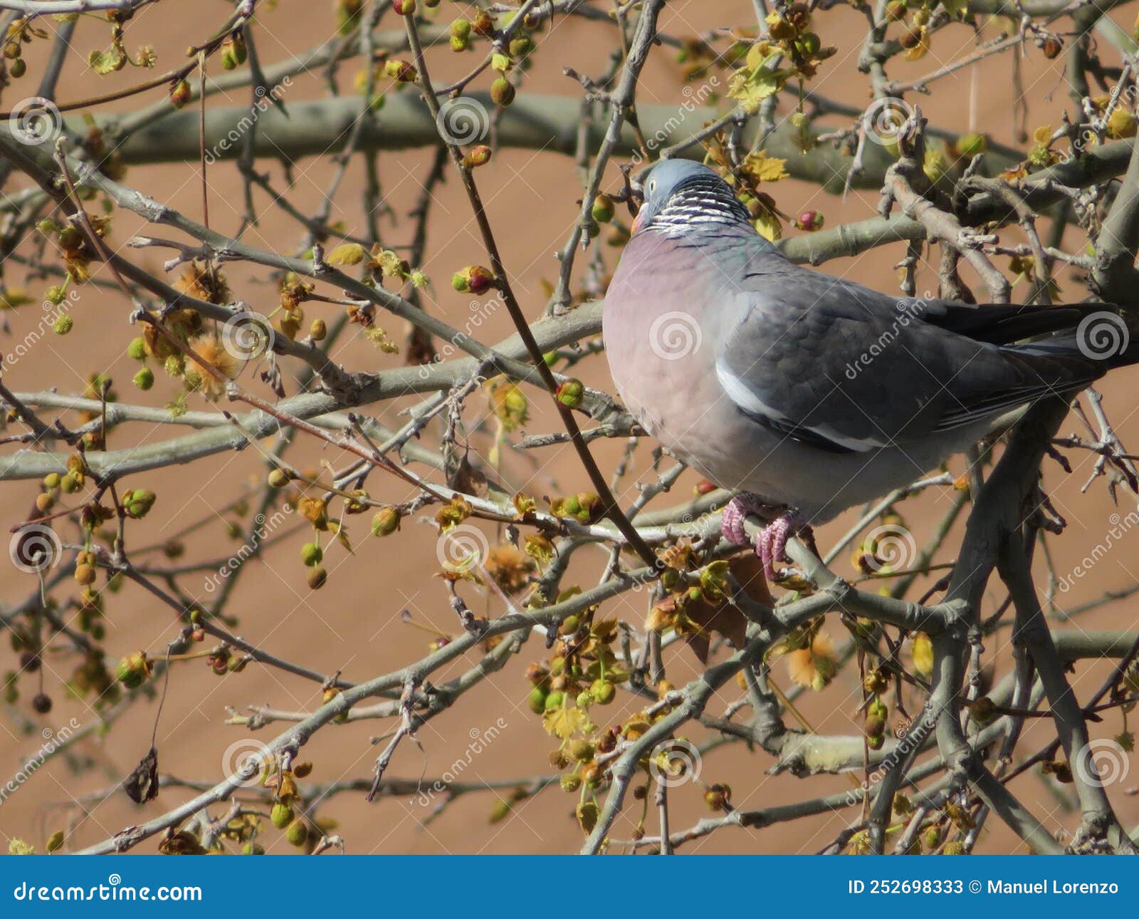 beautiful bird pigeon looking for flight animal food