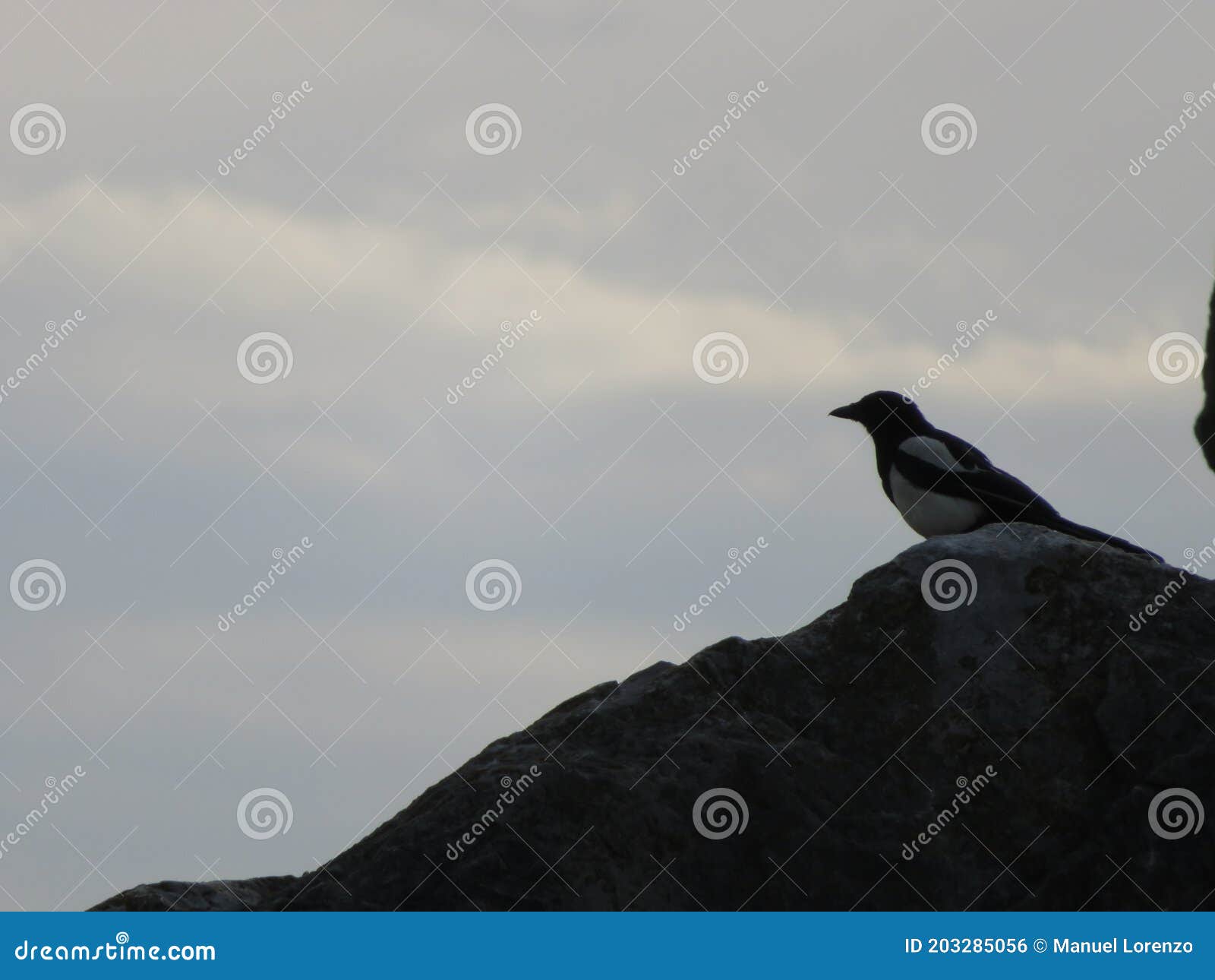 beautiful bird on the rock waiting for the moment to fly