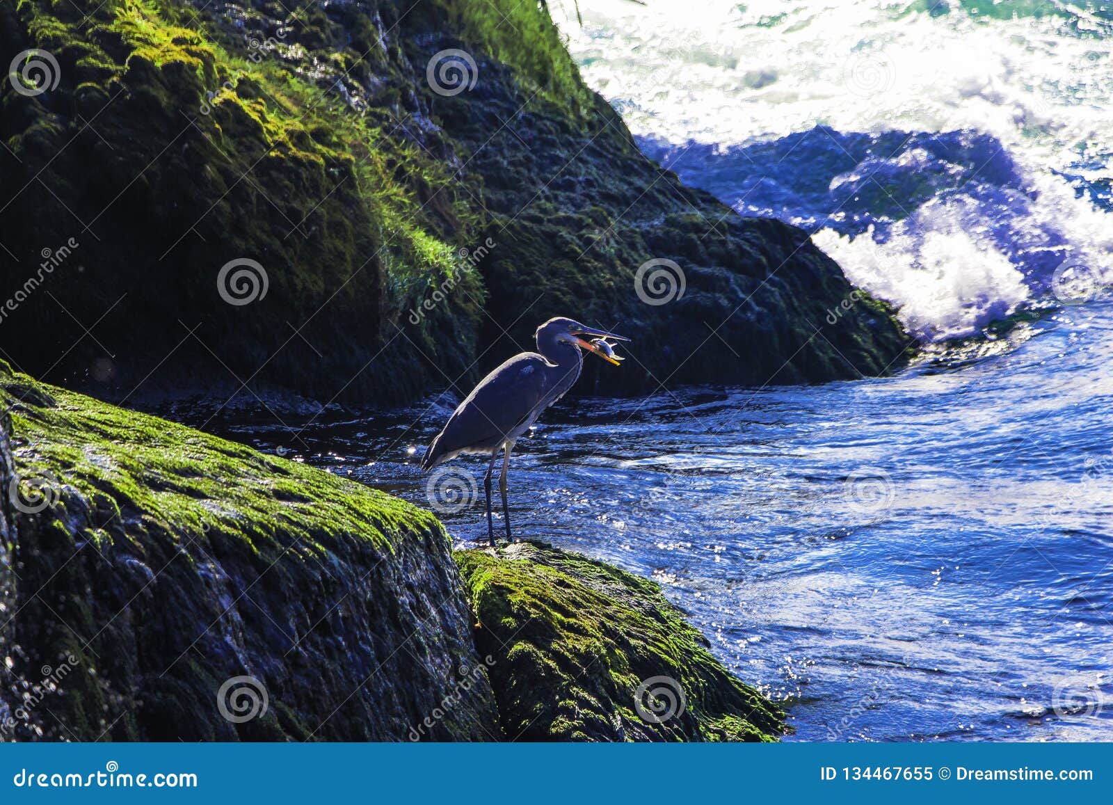 bird hunting fish on the shore of mighty rhin river