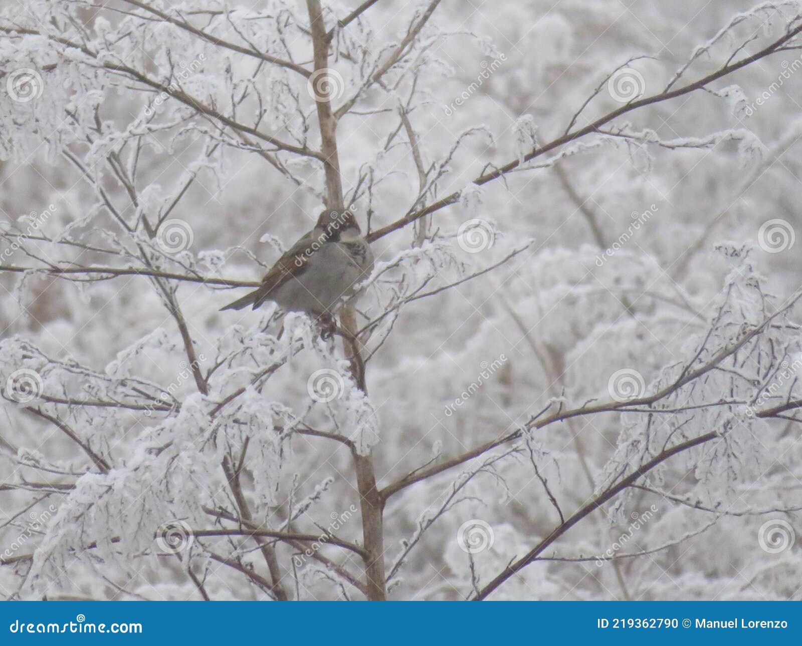 beautiful birds on a frozen branch passing cold looking for food