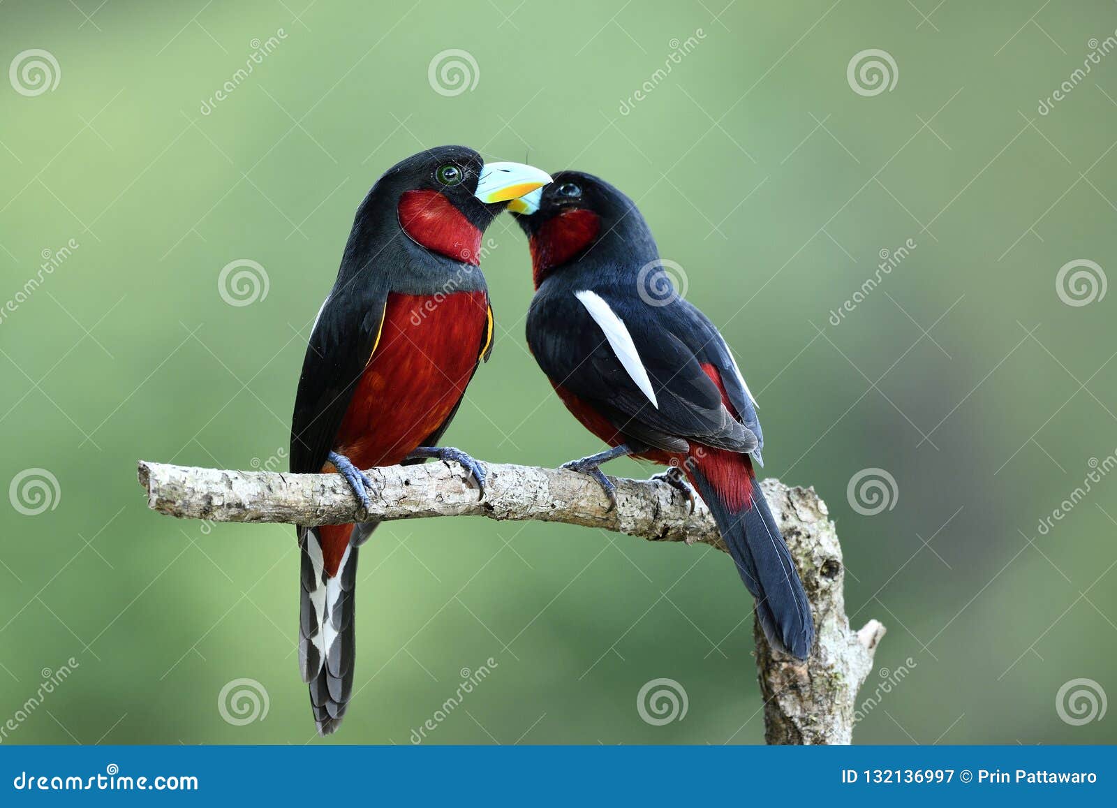 Beautiful Birds in Love, Black-and-red Broadbill & X28 ...