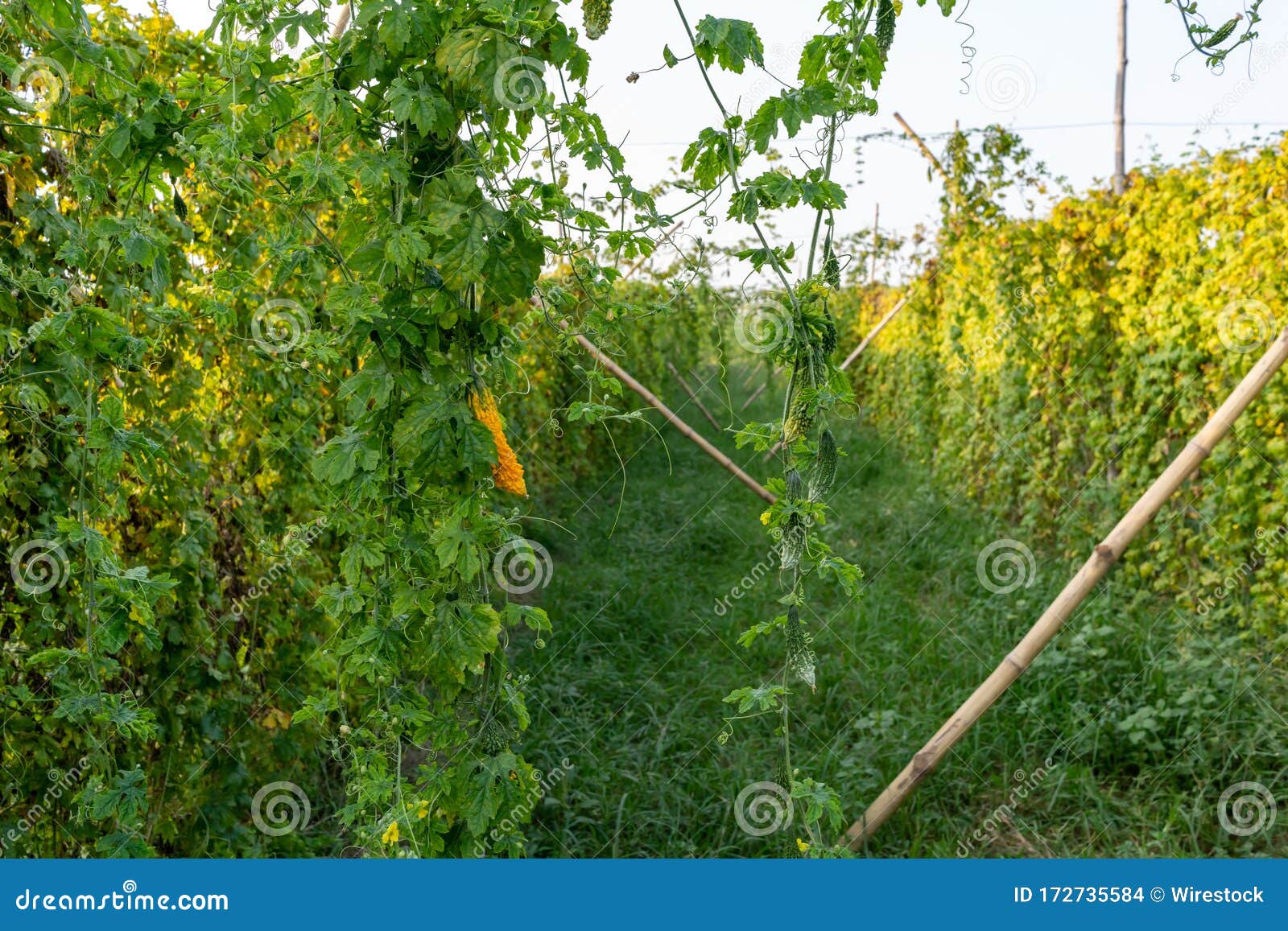 Beautiful Bitter Melon Vine in a Vine Farm during Daytime Stock Photo