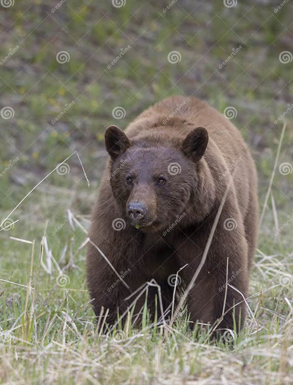 Black Bear in Yellowstone National Park Wyoming in Spring Stock Photo ...