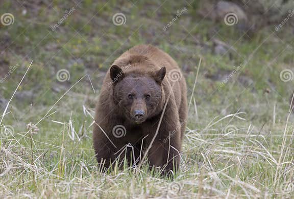 Black Bear in Yellowstone National Park Wyoming in Springtime Stock ...